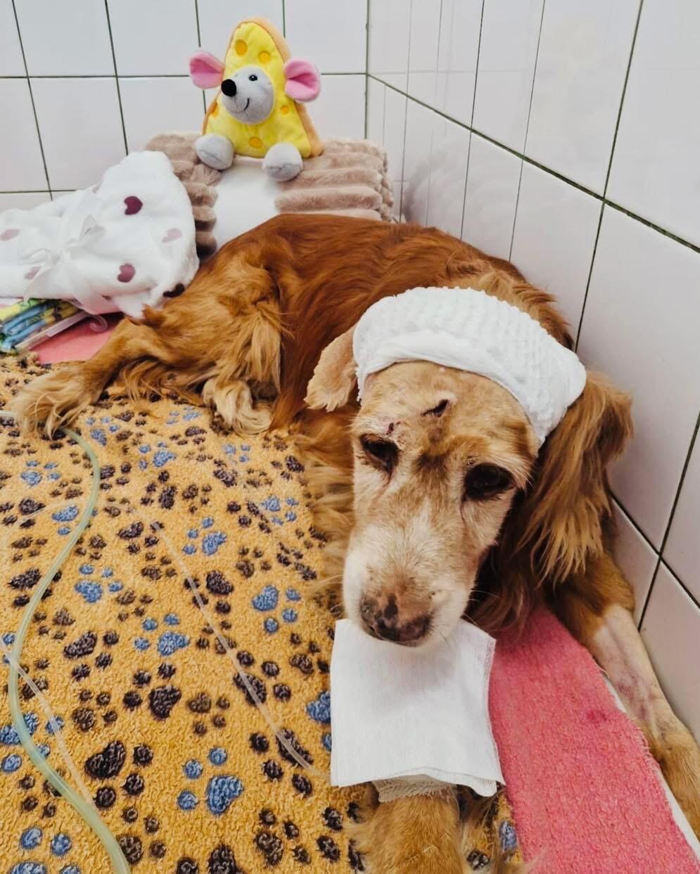 Nerimas: šuo buvo patyręs tokį stiprų šoką, kad net būdamas kritinės būklės bandė šalintis žmonių.