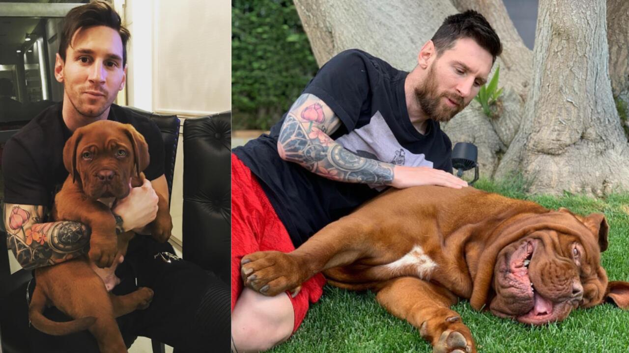 Dydis: L. Messi savo šunį pavadino Halku ne be reikalo – šios veislės šunys gali sverti daugiau nei 50 kg.