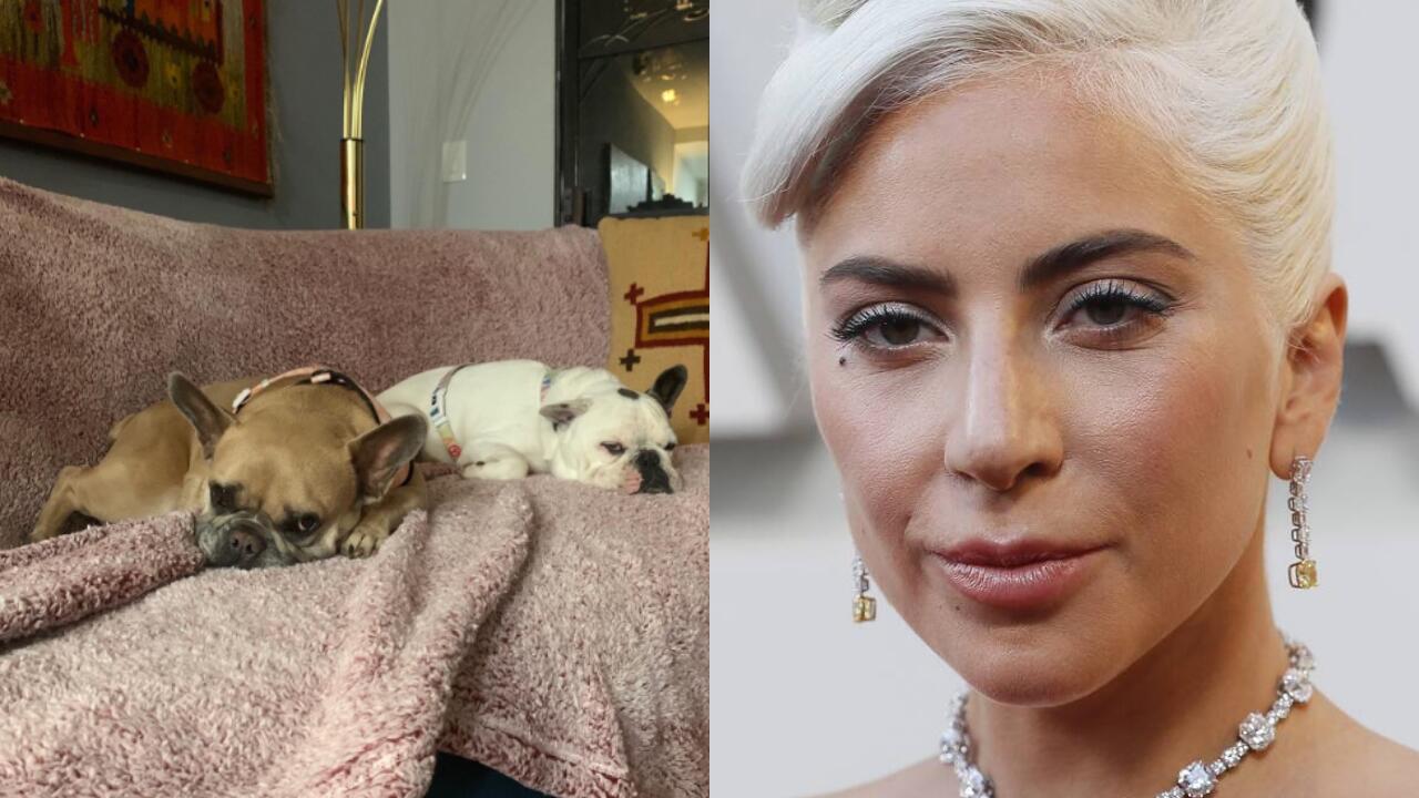 Išpuolis: po to, kai buvo pagrobti du Lady Gagos prancūzų buldogai, atlikėja jų privatumui ėmė skirti daugiau dėmesio.
