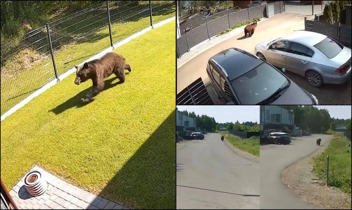 Maršrutai: plėšrusis gyvūnas klaidžiojo gyvenamųjų kvartalų gatvėmis.