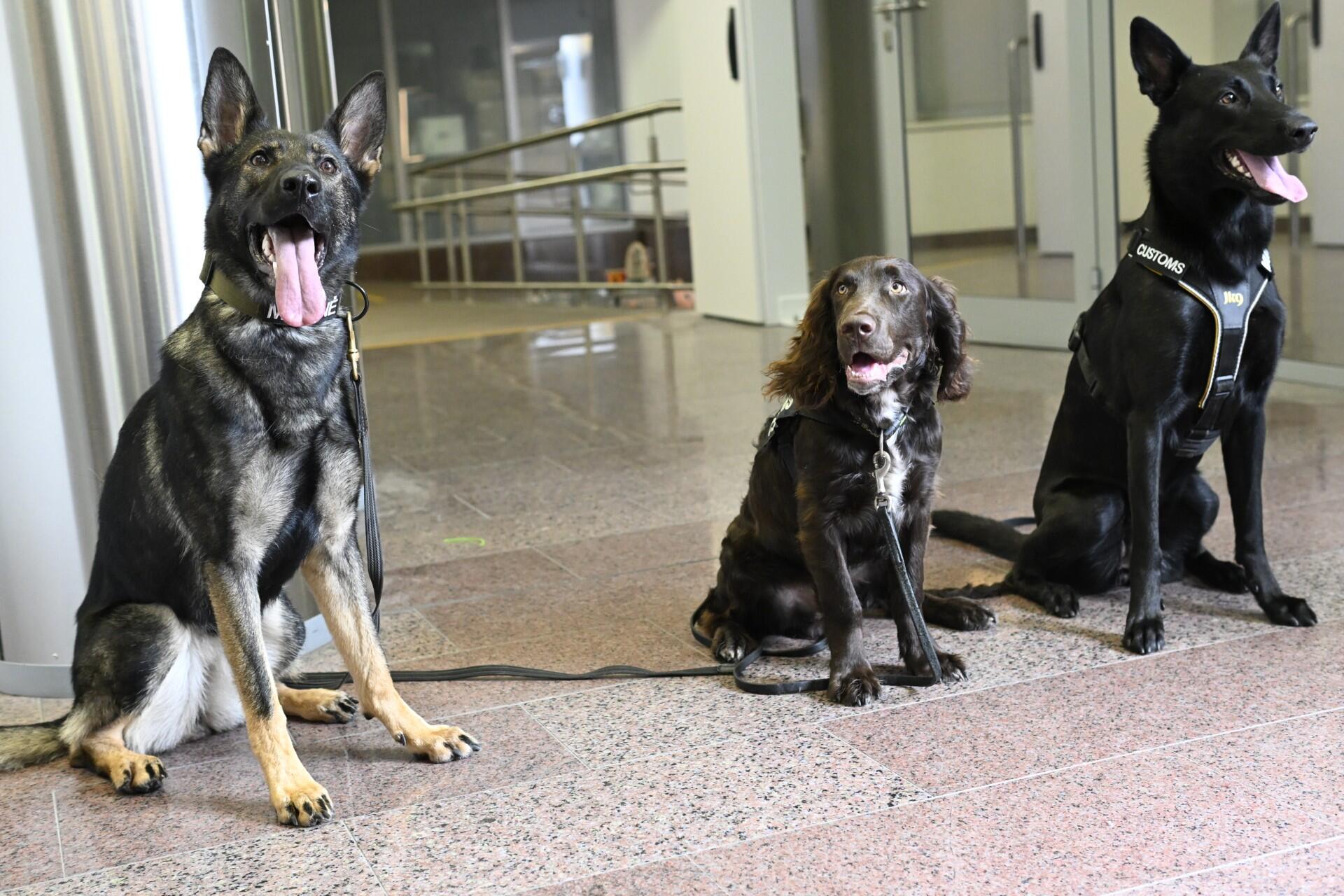 Trijulė: Kauno teritorinės muitinės Mobiliųjų grupių posto belgų vokiečių aviganė Fire Skrajojantis Olandas, Klaipėdos teritorinės muitinės spanielis Larsas ir vokiečių aviganė Fire.