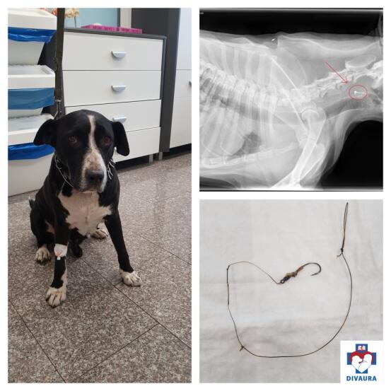 Nuotykiai: karpių žūklė šuniukui Džiazui baigėsi netikėtai – veterinarijos gydytojams teko traukti jo prarytą žvejybinį kabliuką.