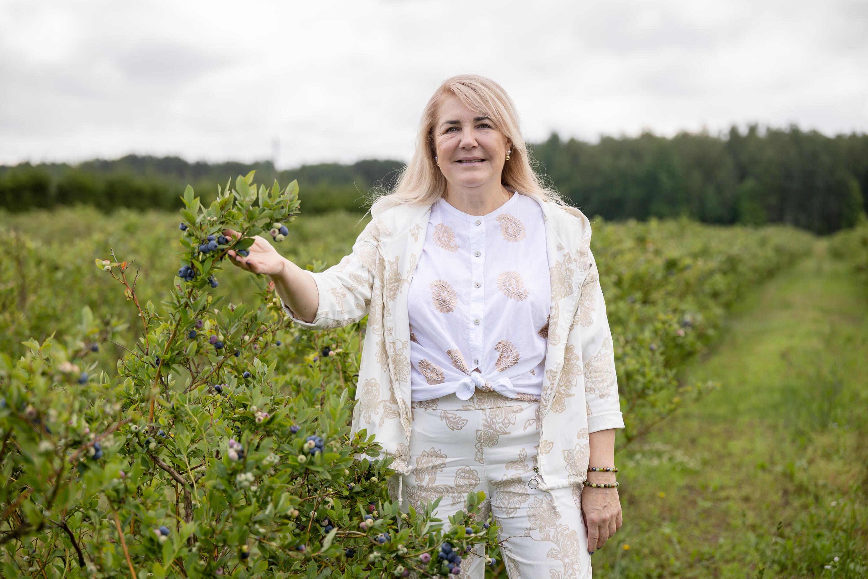 Savybė: D. Šinkevičienė pabrėžė, kad šilauogės nėra lepūs augalai, nes išvestos iš miško uogų – mėlynių.