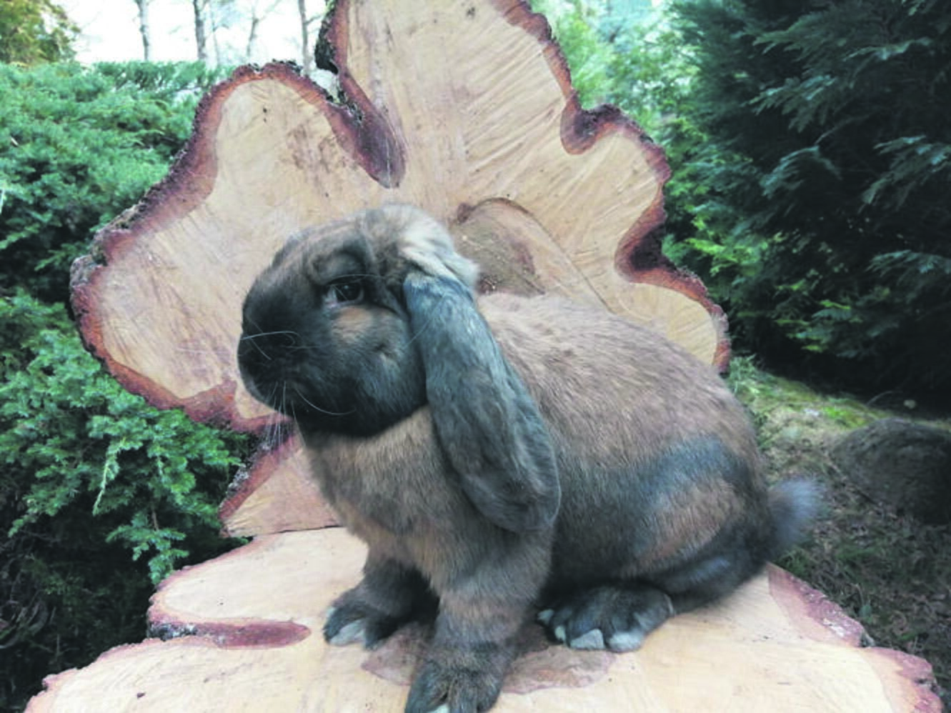Nulėpausis: prancūzų avinas yra stambus triušis, o ausys gali siekti net 48 cm.