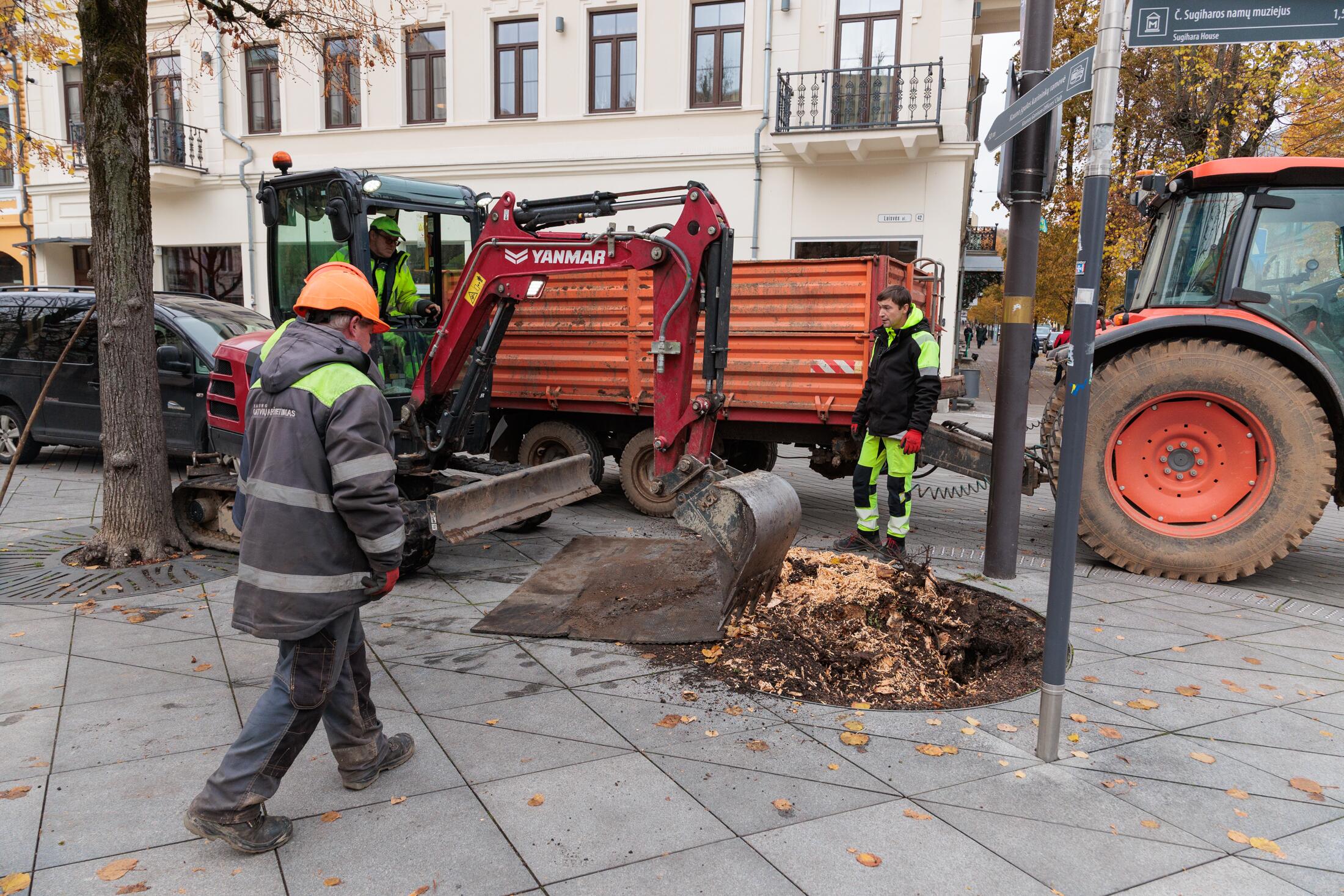 Kaita: Laisvės alėjoje ligotos liepos atsodinamos naujomis.