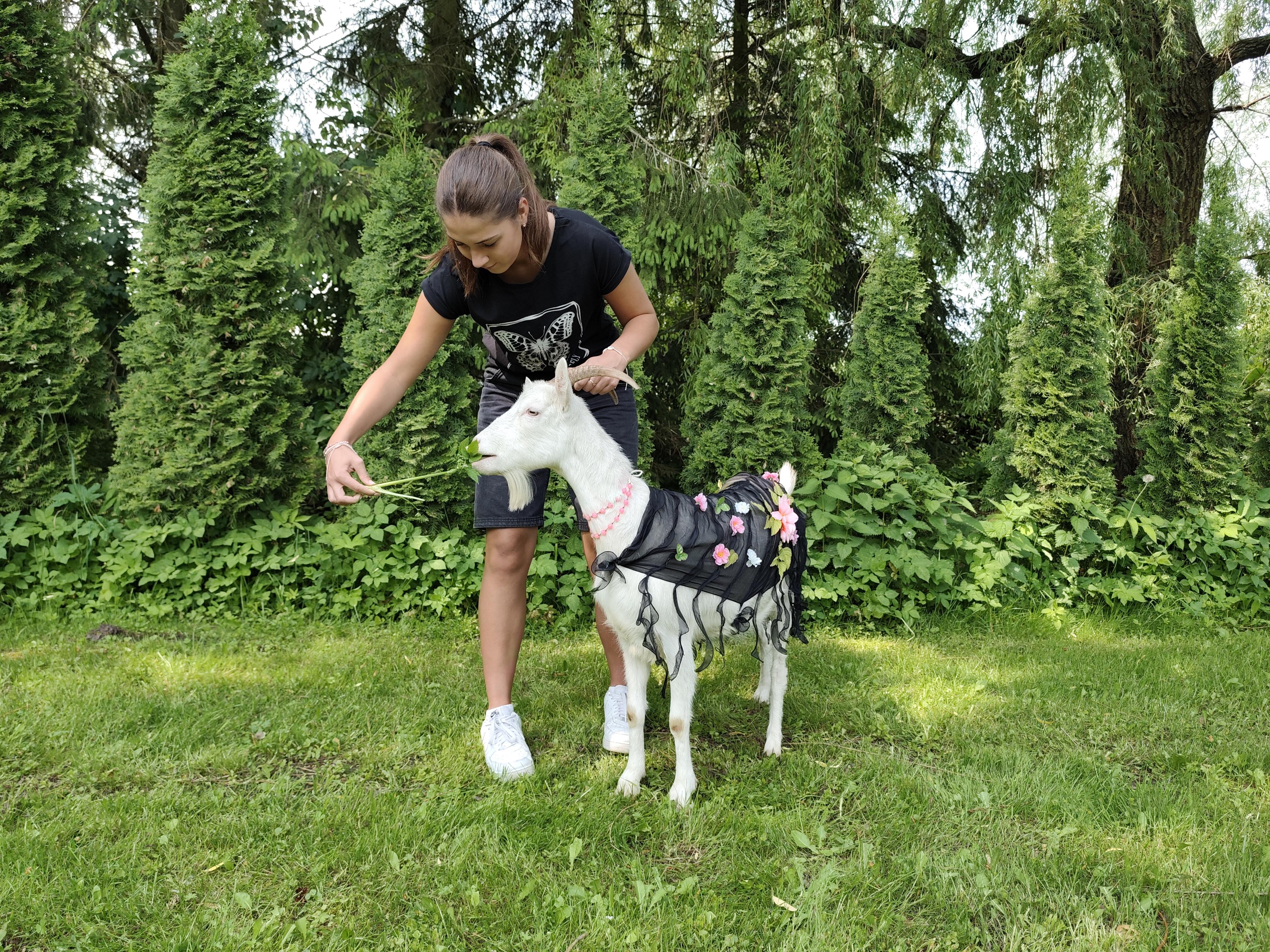 Mis: Jūratės mamos auginamos ožkytės kasmet dalyvauja grožio konkurse, o anūkė Gabija padeda jas papuošti.