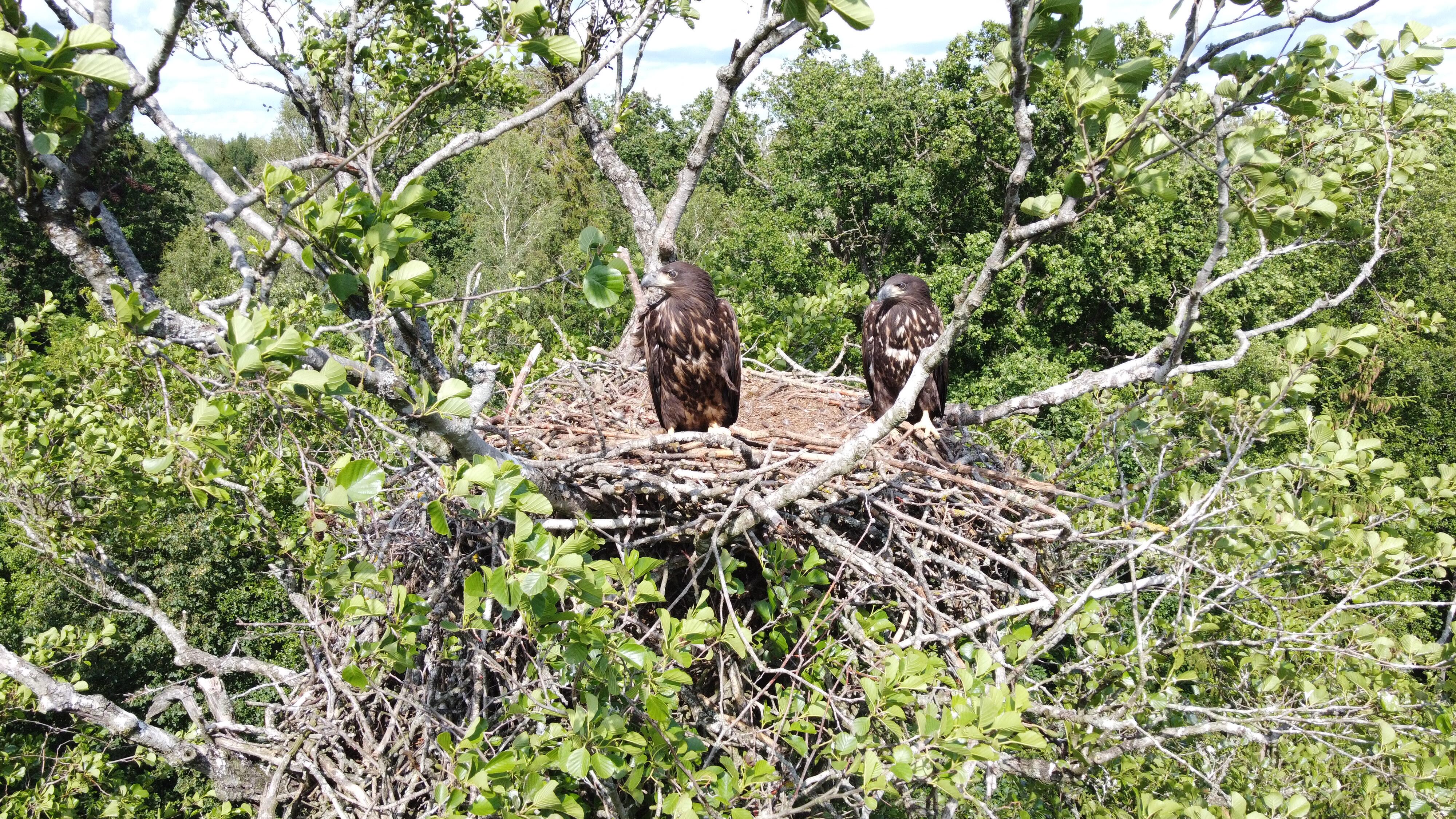 Auga: greitai lizdą Lomankos miške paliksiantys jaunikliai.