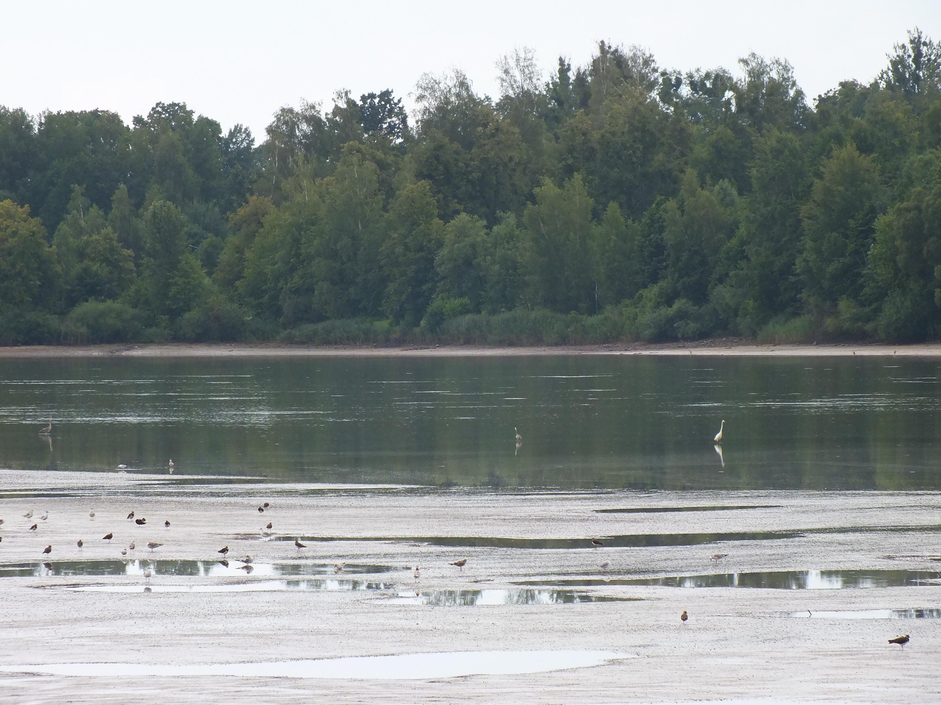 Laikas: žiema – tinkamiausias metas erelių lizdaviečių paieškai.