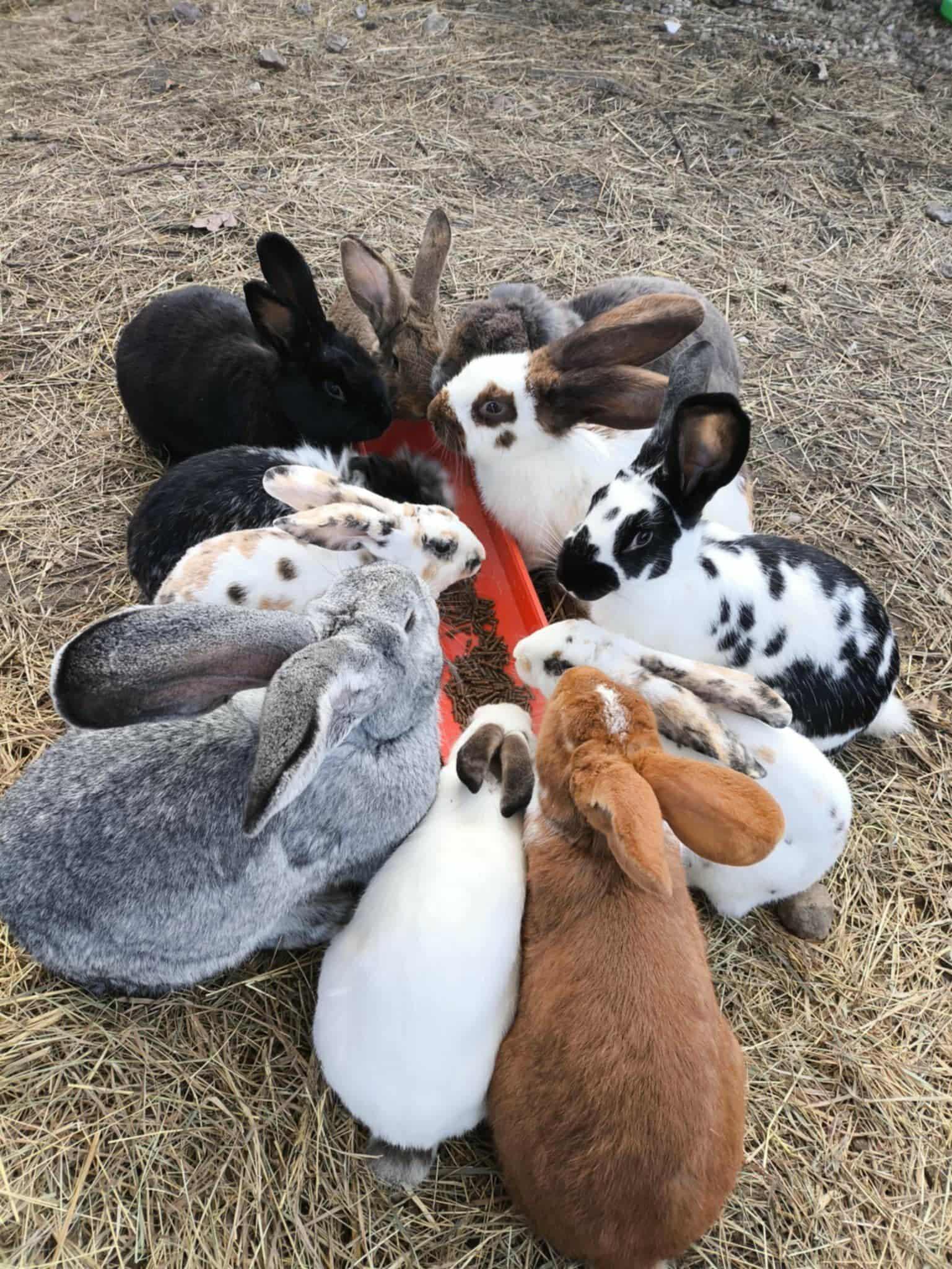 Įvairovė: „Sostinės mini fermoje“ gyvenantys augintiniai džiugina ir  savininkus, ir čia apsilankančius svečius.