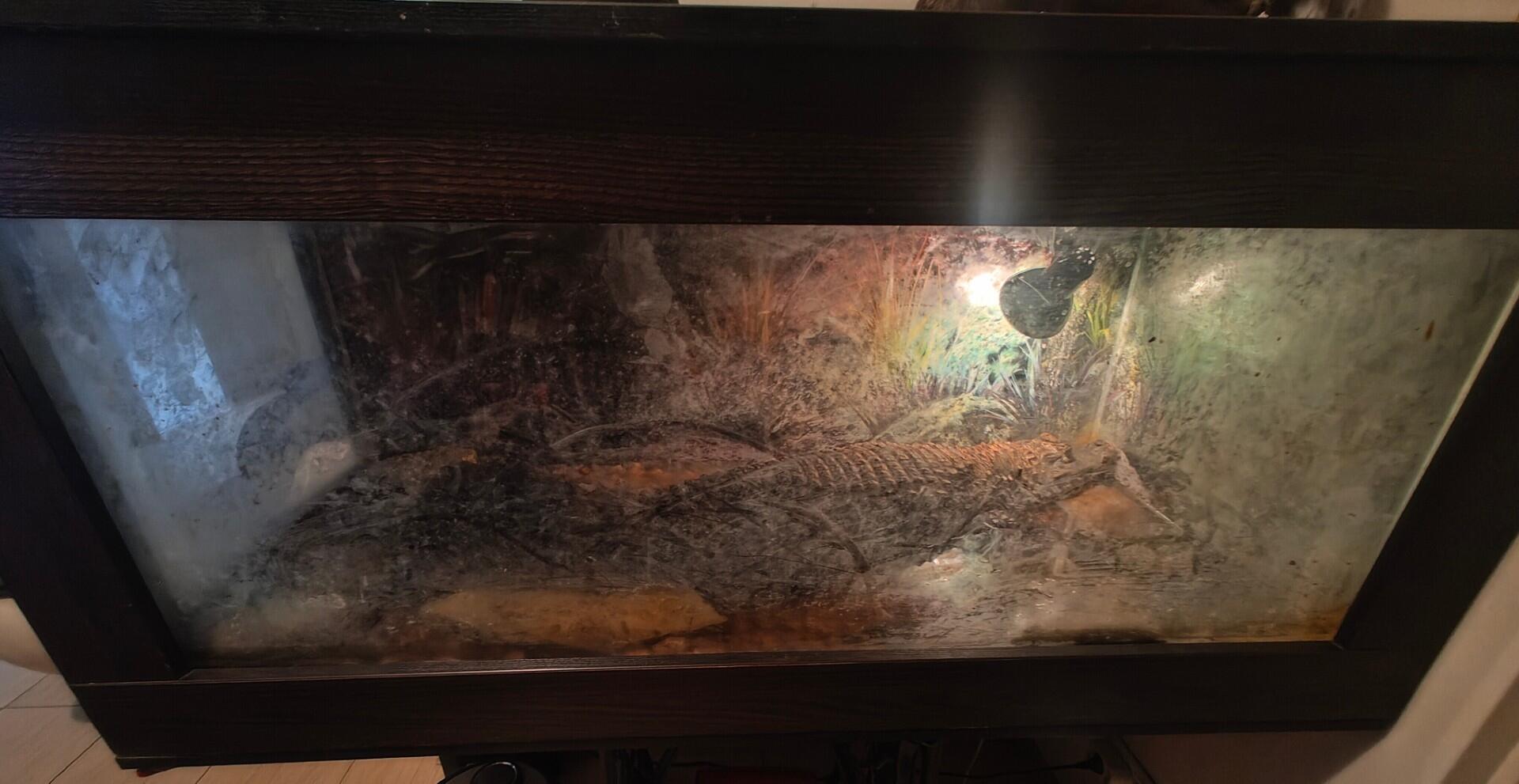 Neteisėtai laikomas krokodilas.