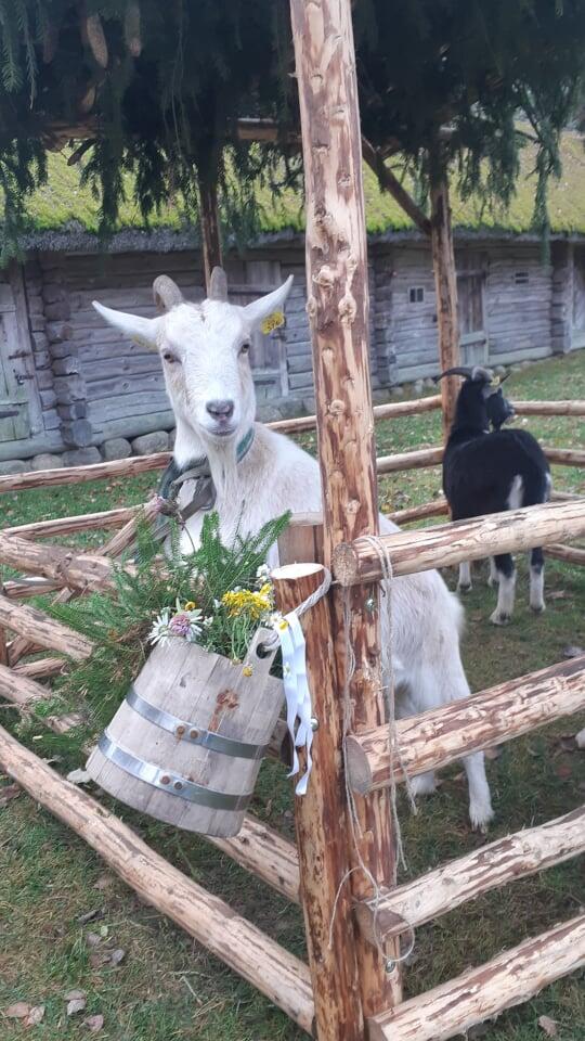Svarbiausias: baltas ožys tapdavo tarpininku tarp dieviškojo ir žemiškojo pasaulių, jis galįs priartinti žiemą ir savo elgesiu išduoti apie ateitį. 