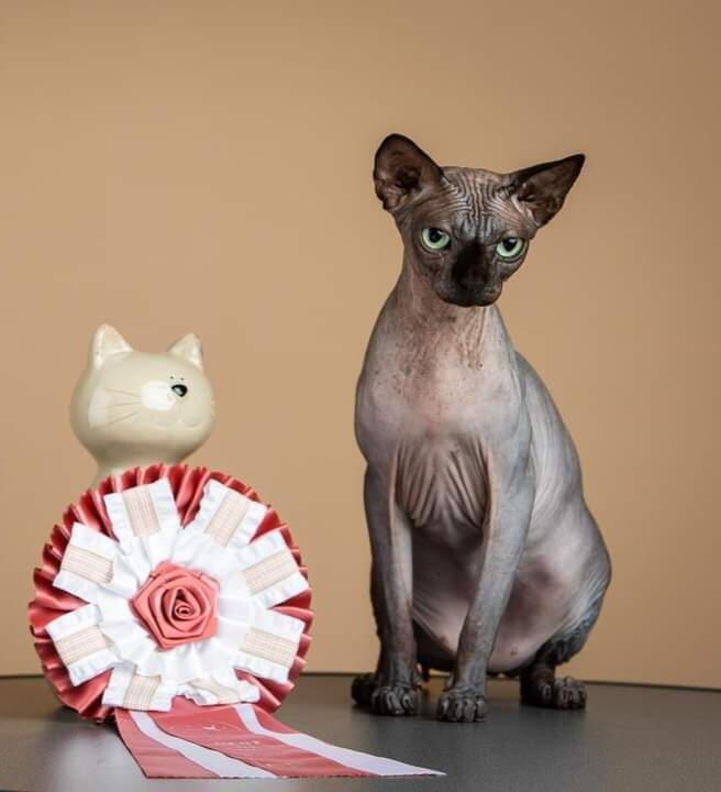 Titulas: Dragon galima drąsiai vadinti gražiausiu pasaulyje sfinksu.