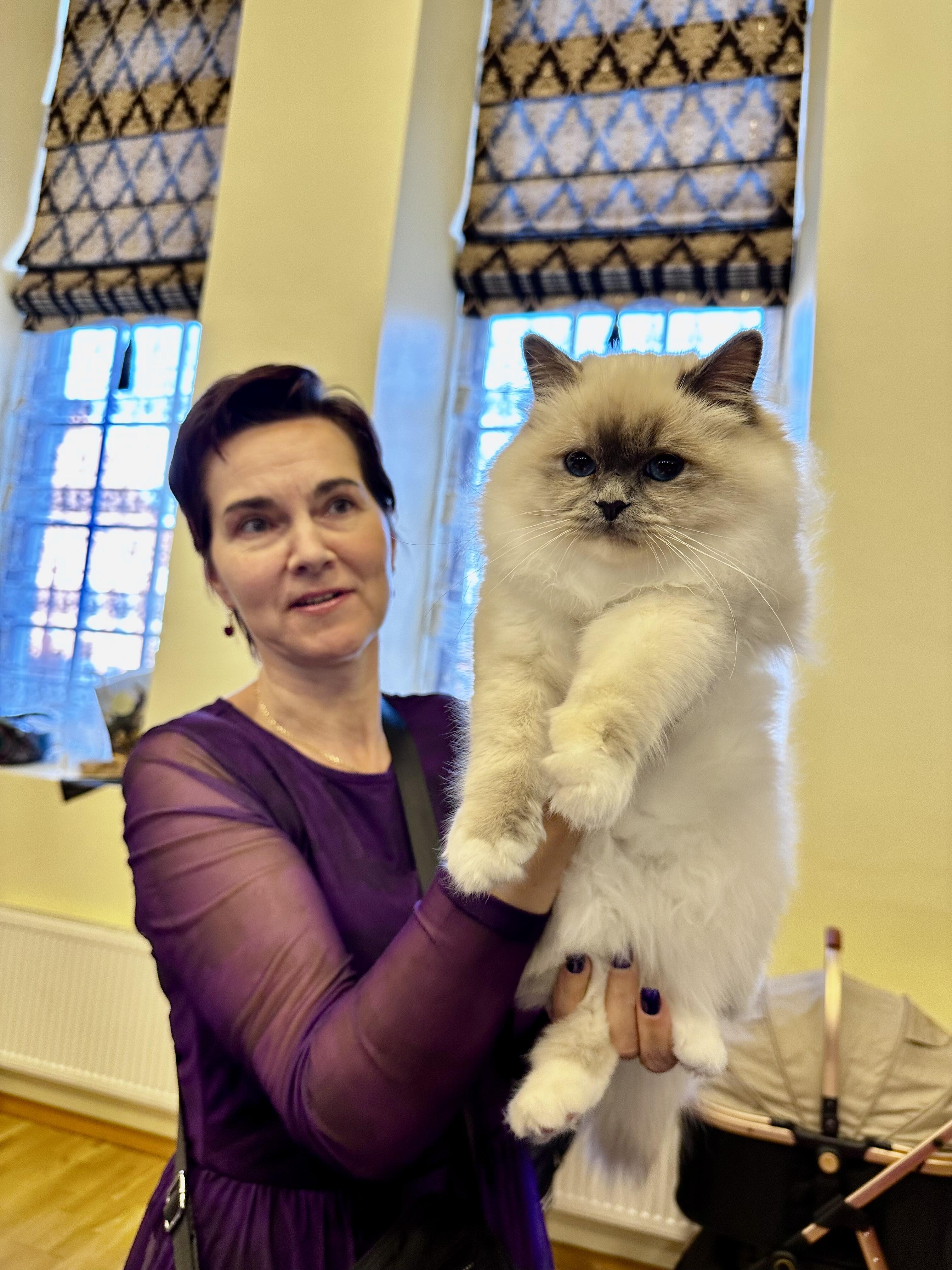 Retenybė: M. Paukson sako, kad iki šiol Baltijos šalyse Šventosios Birmos katės yra gana retos. 