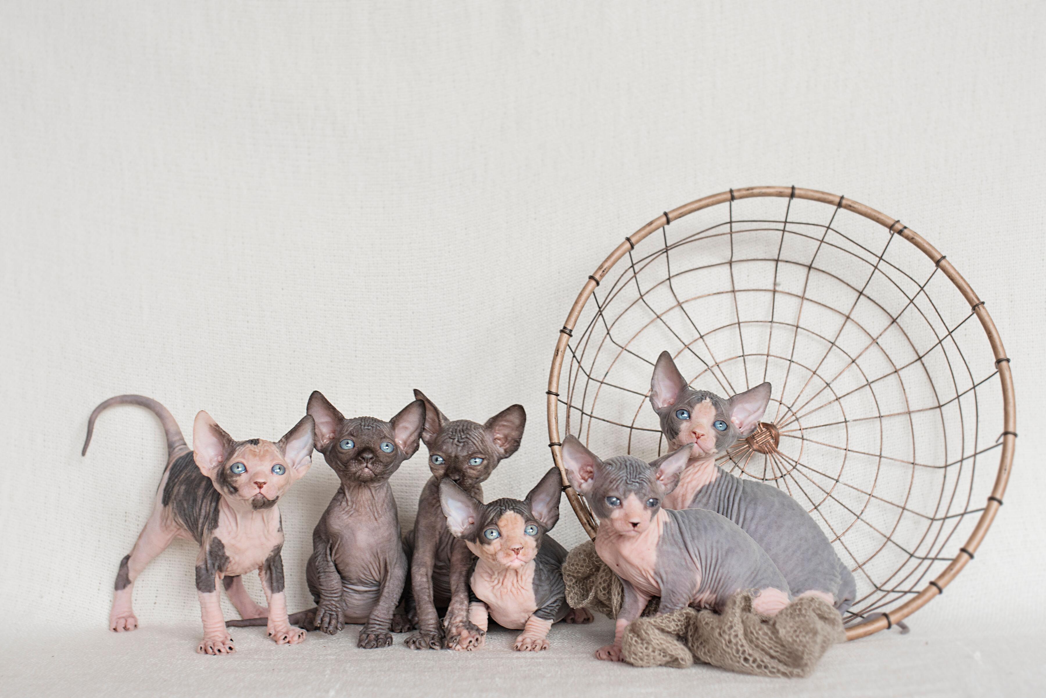 Dydis: sfinksai nėra labai stambios katės. Jos sveria nuo 3 iki 6 kg.