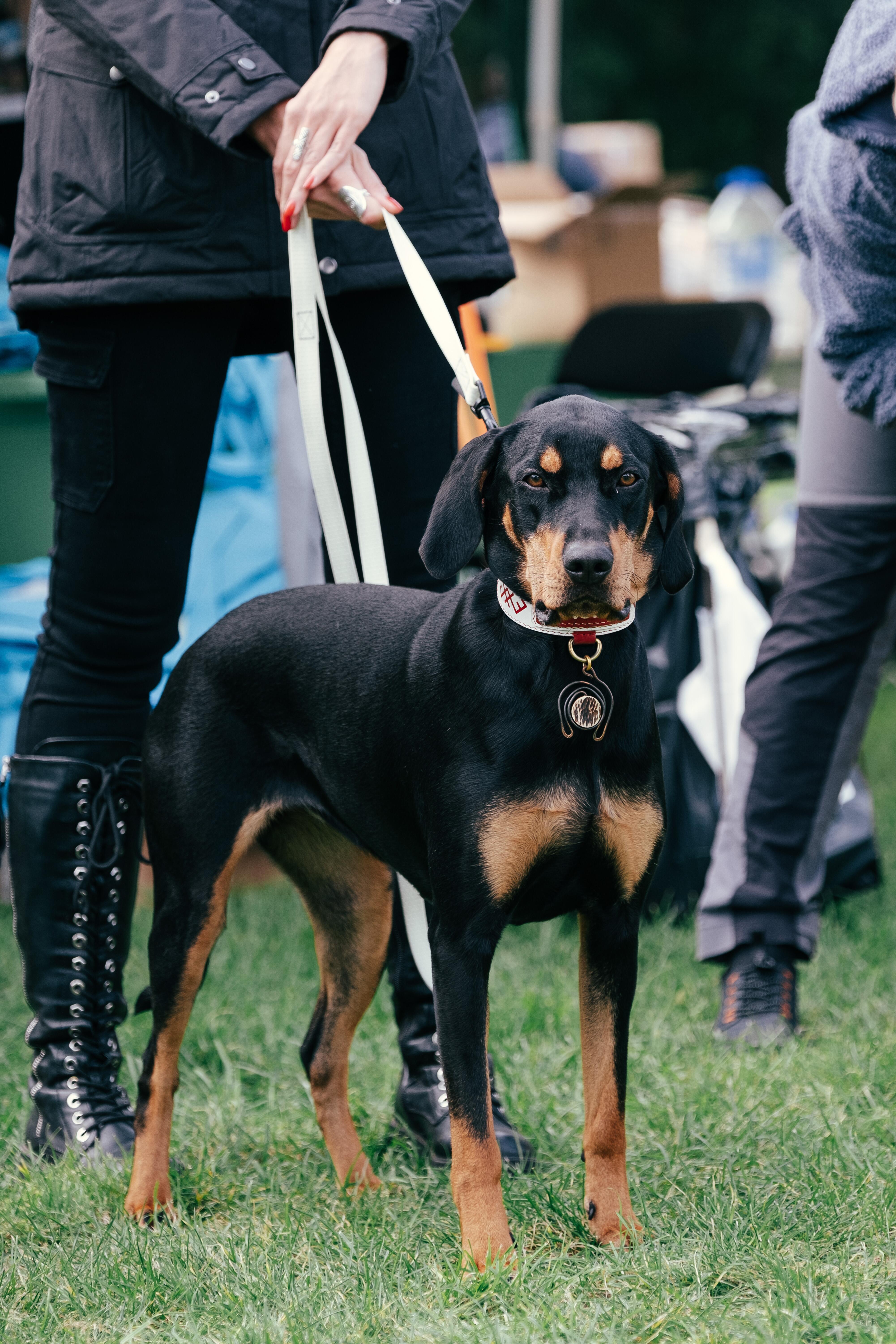 Susipainioja: lietuvių skalikus dar ir šiandien ne visi atpažįsta gatvėje – painioja su dobermanais, rotveileriais ir kitų veislių šunimis.