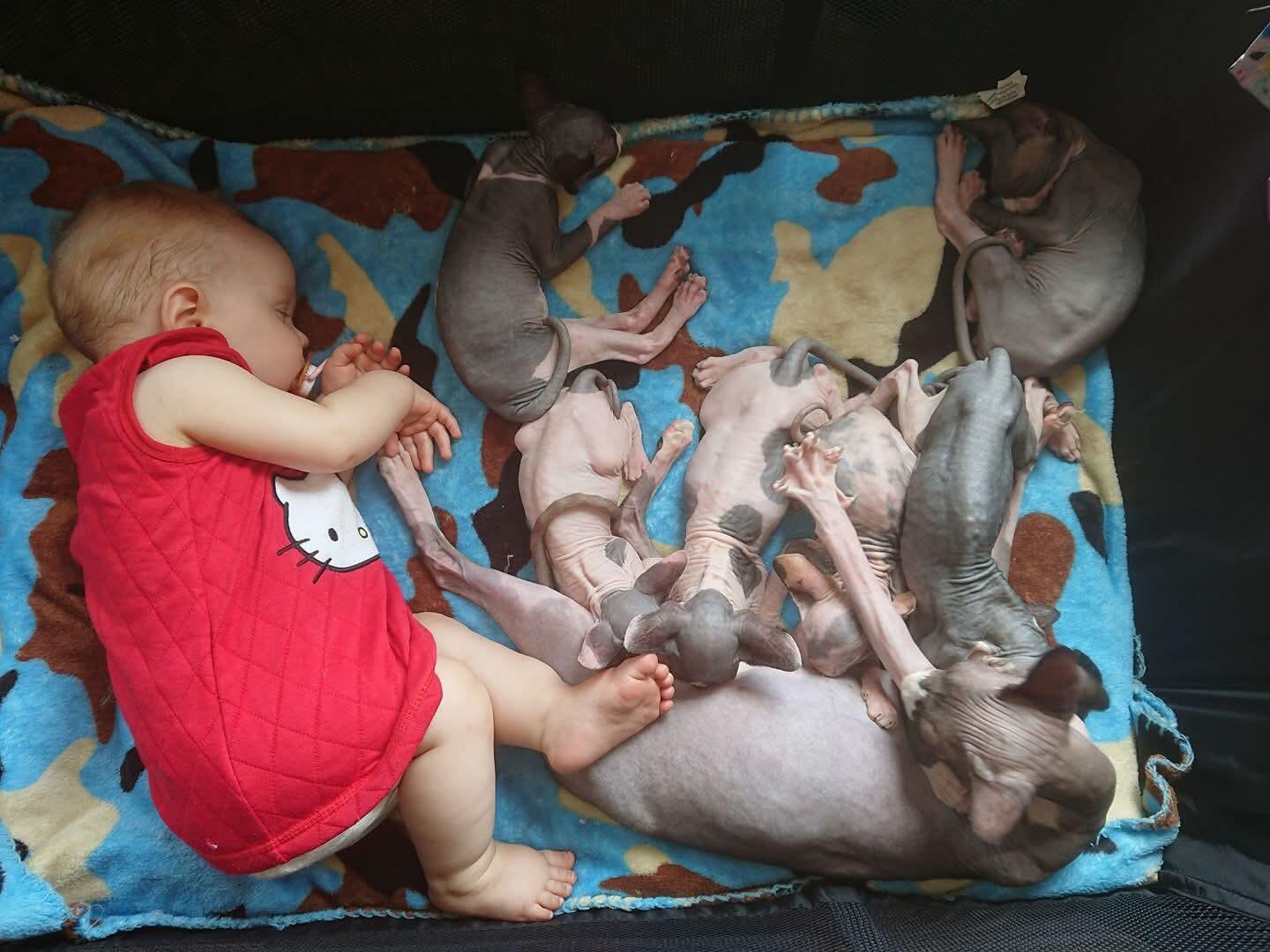 Bičiulystė: šios katės labai draugiškos – guoliu dalijasi net su mažiausiais šeimos nariais.