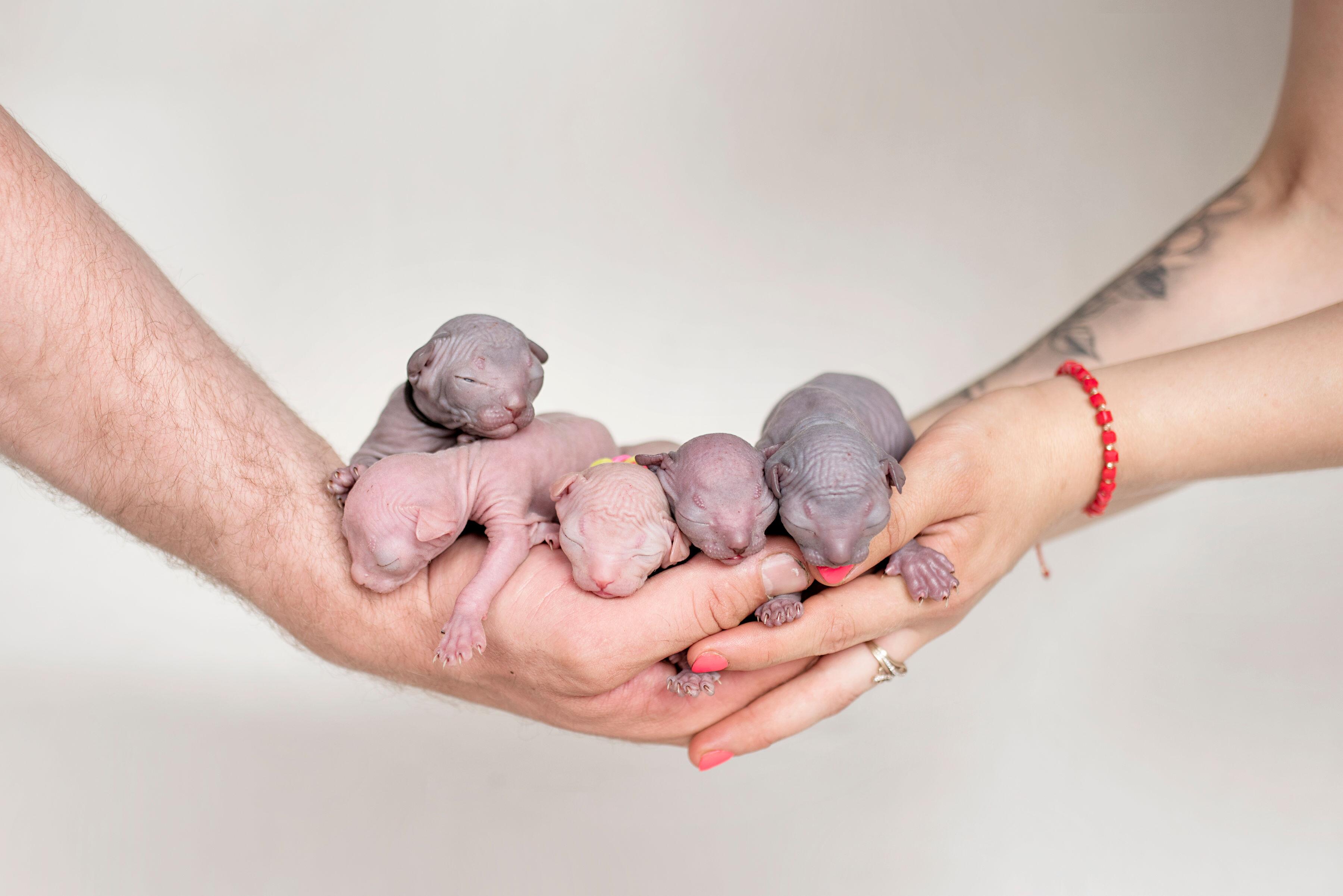 Atsakomybė: tik įsteigusi veislyną, Edita suprato, kad jos pagrindinis tikslas – sveikos katės. 