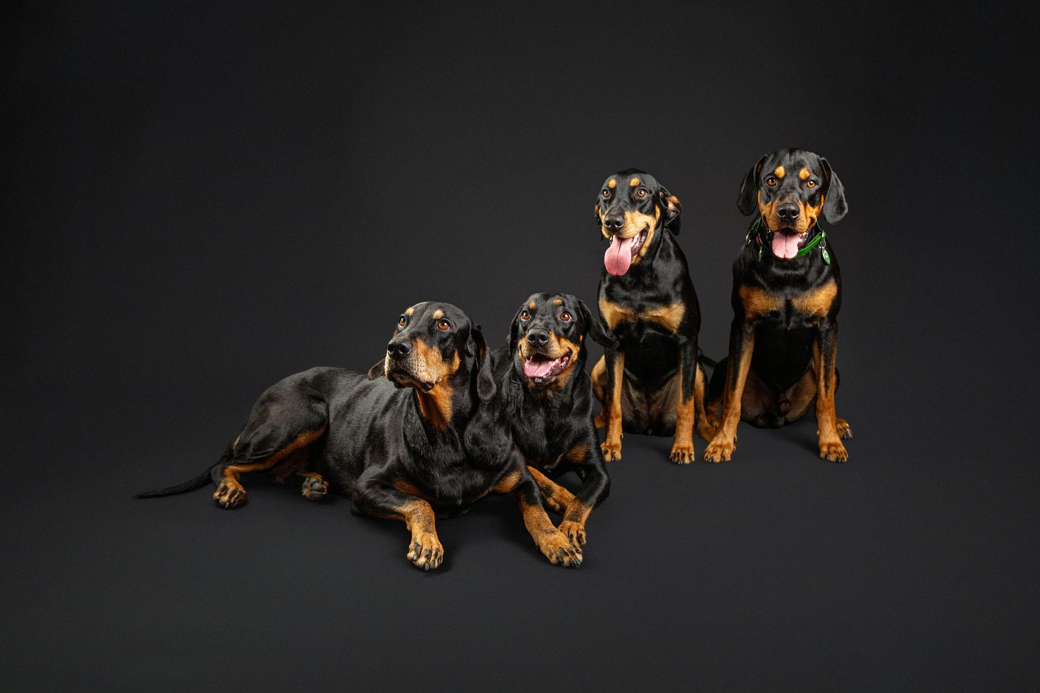 Gauja: šiuo metu Smetonų namuose karaliauja keturi lietuviški šunys: Apuolė, Ciri, Dvalinas ir Ersla.