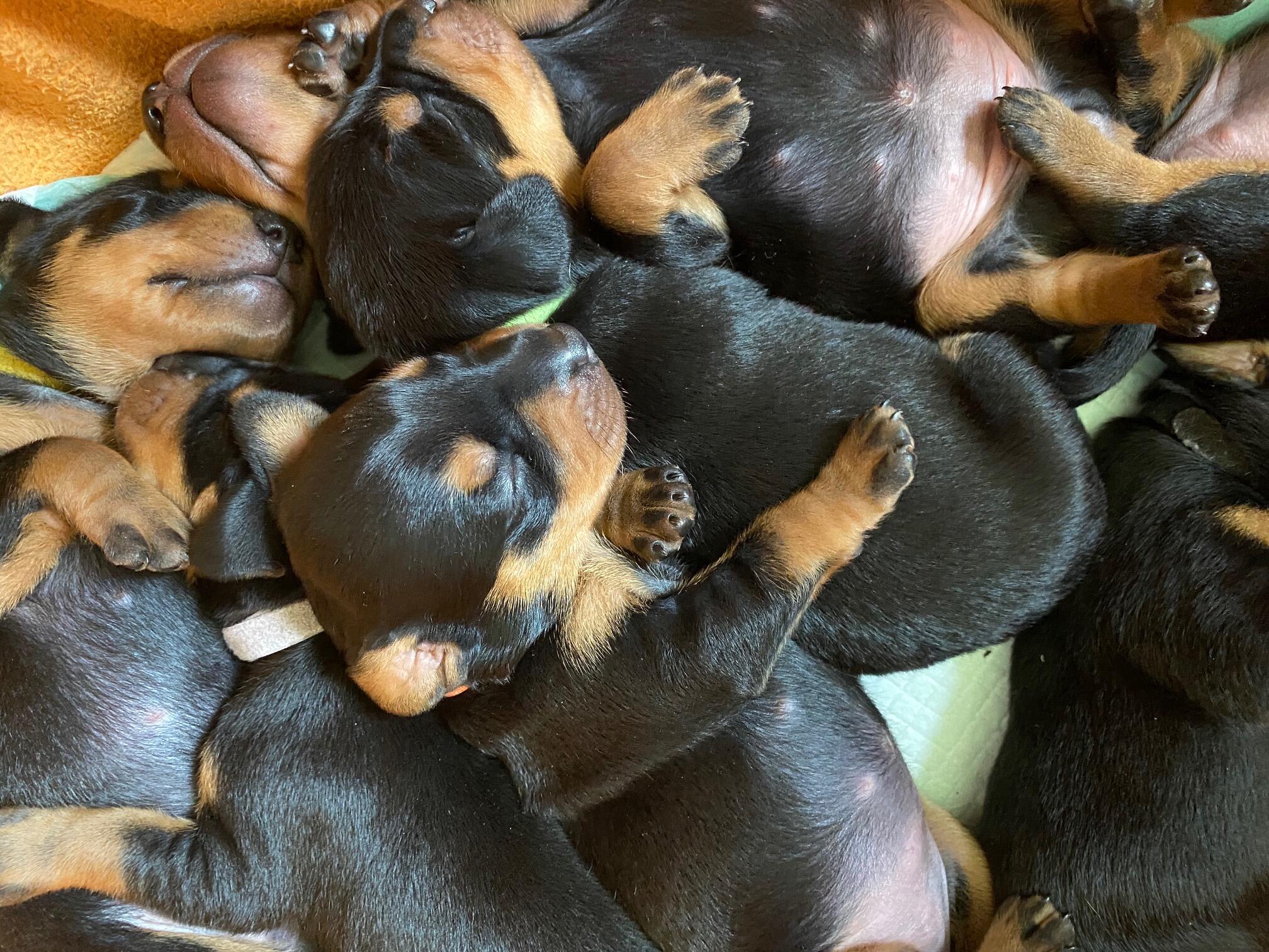 Rekordas: pirmoji veislyno „Medeinos šuo“ vada buvo itin gausi – net dvylika šuniukų. 