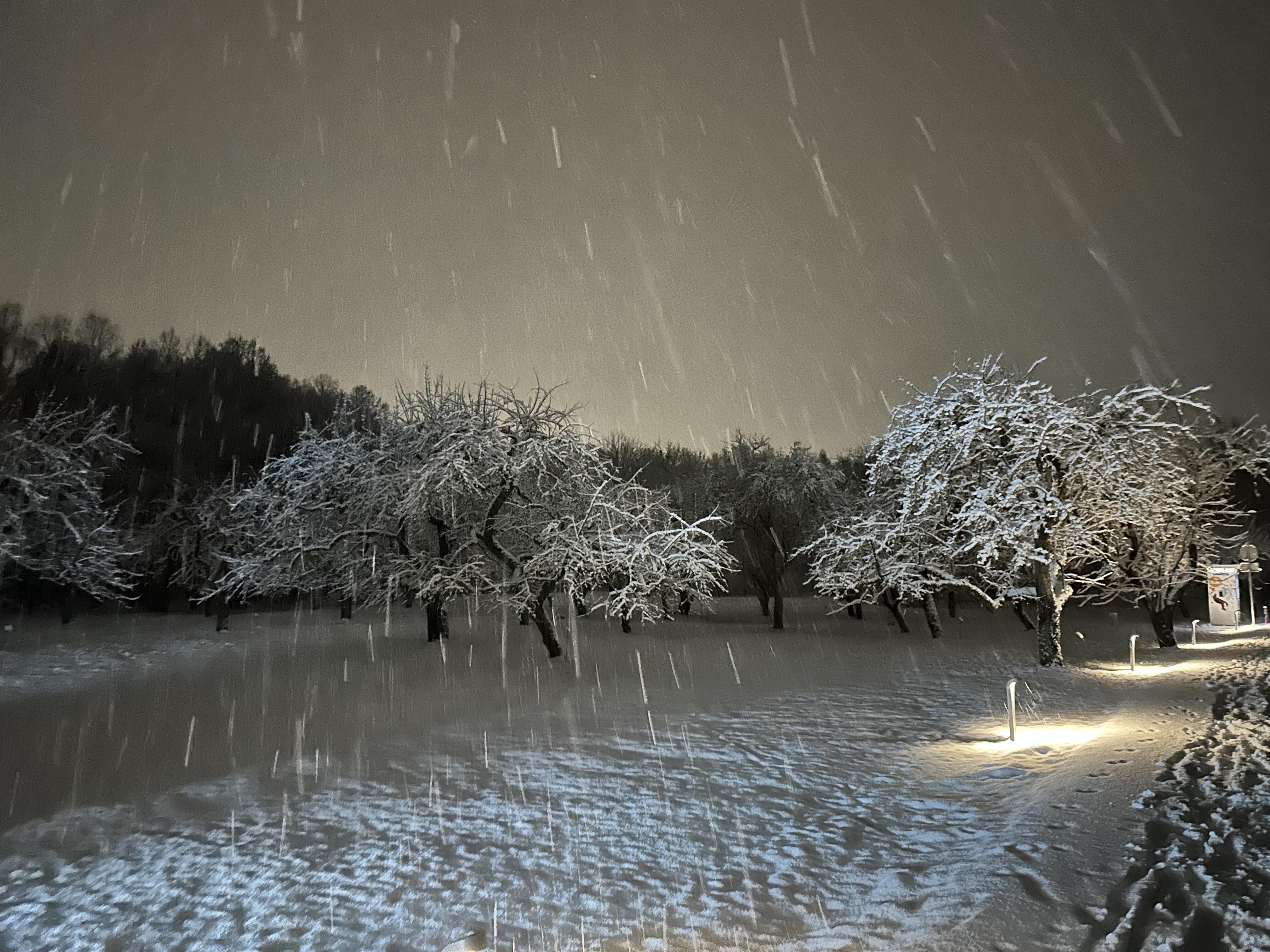 Magija: savo stebuklingų galių neprarado ir trys senojo paveldo obelys.