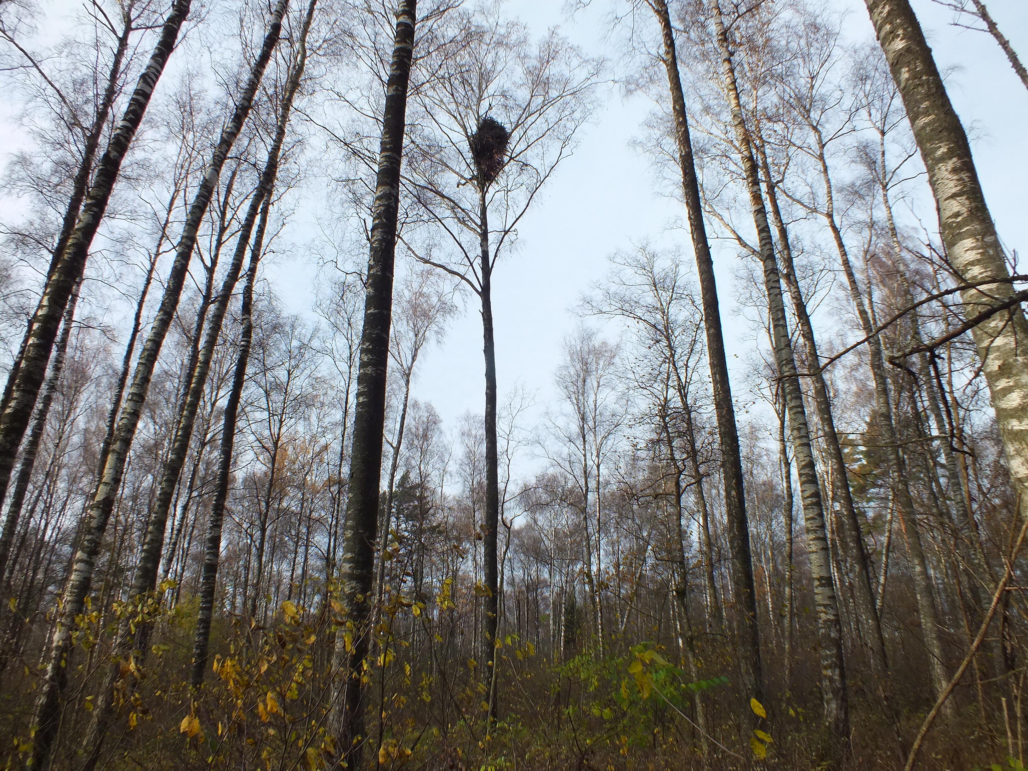 Įsikūrė: nukritus lapams ir pagerėjus matomumui, Svencelės pelkėje pavyko aptikti naują jūrinių erelių lizdą.