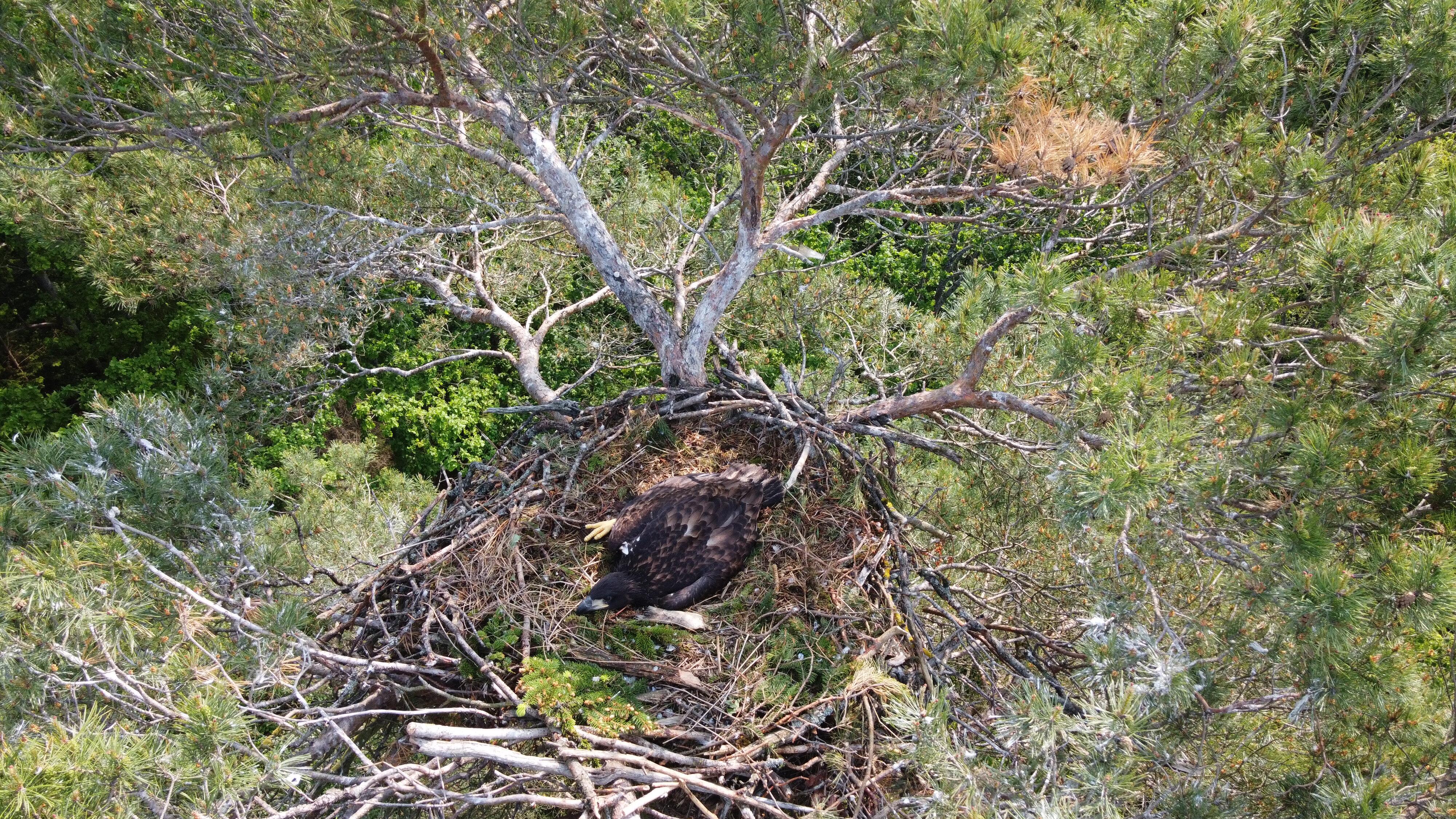 Palikuonis: netoli Kretingalės surastame jūrinių erelių lizde šiais metais išaugo vienas jauniklis.