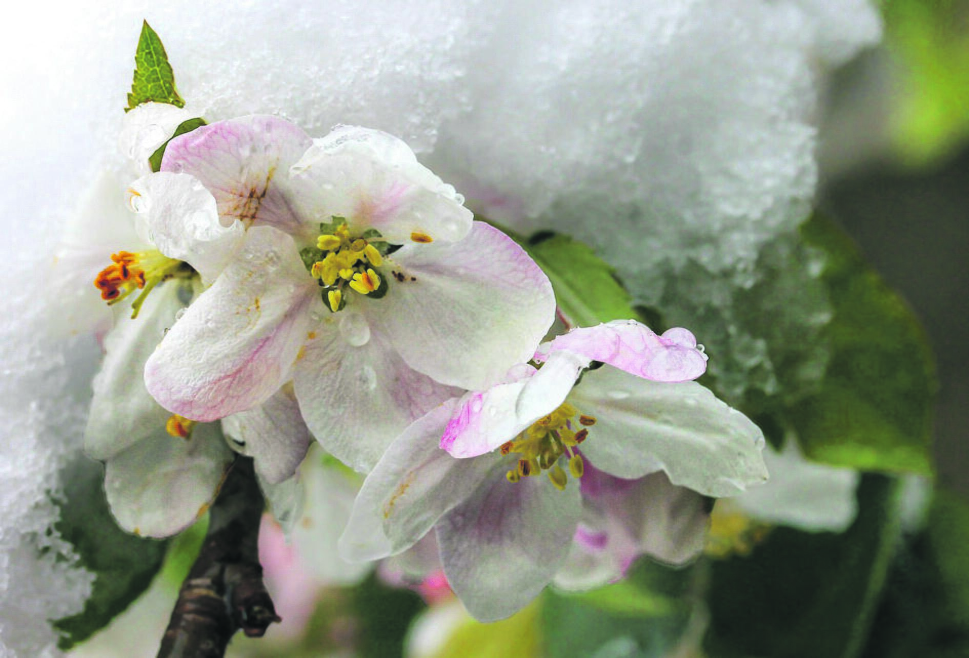 Baimė: stiprioms pavasarinėms šalnoms nukandus žiedus, sodininkai prognozavo itin mažą šiųmetį obuolių derlių.