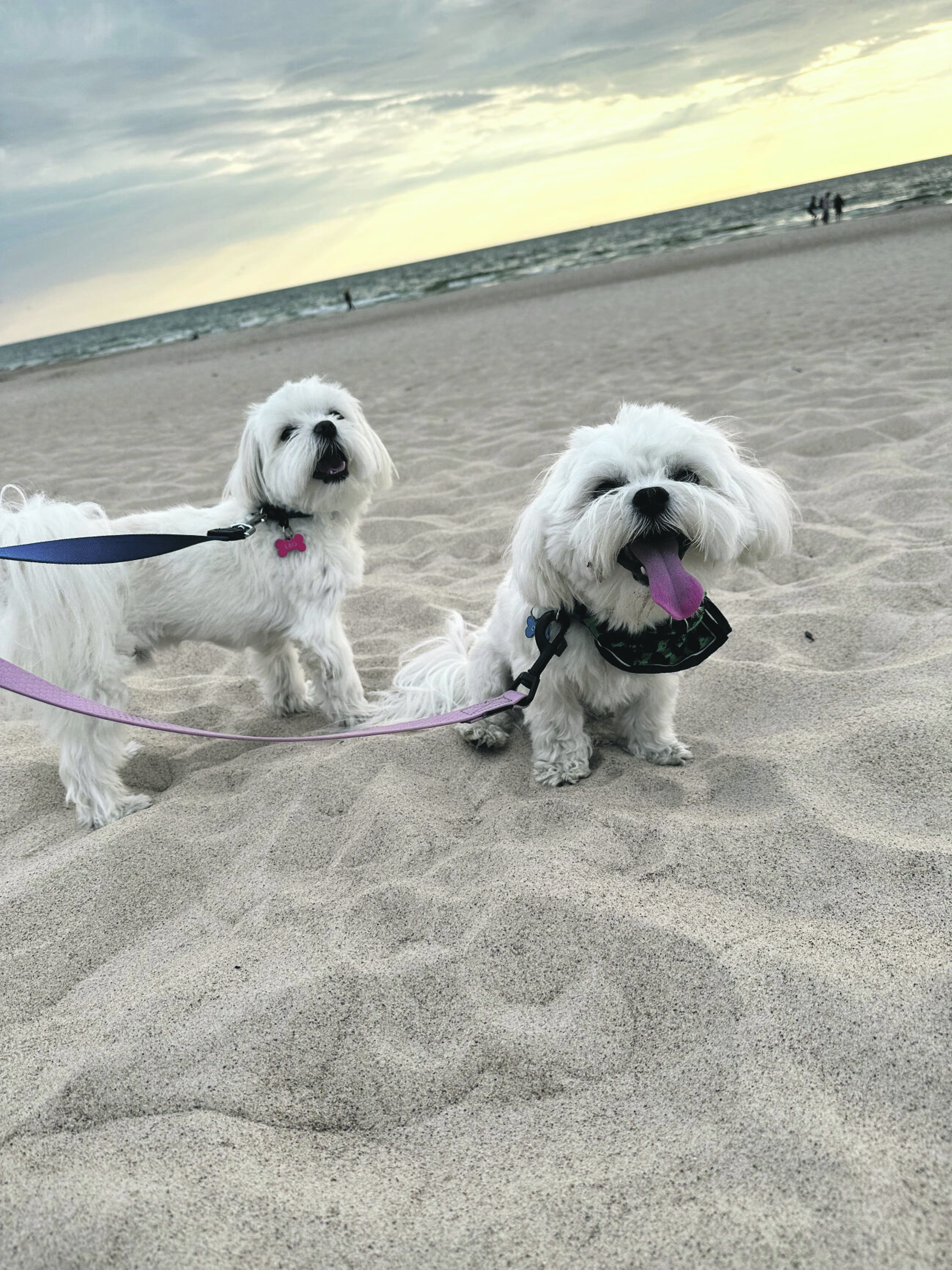 Dydis: garsus krepšininkas sako, kad Maltos bišonus rinkosi ir dėl jų dydžio, mat su jais labai patogu drauge keliauti.