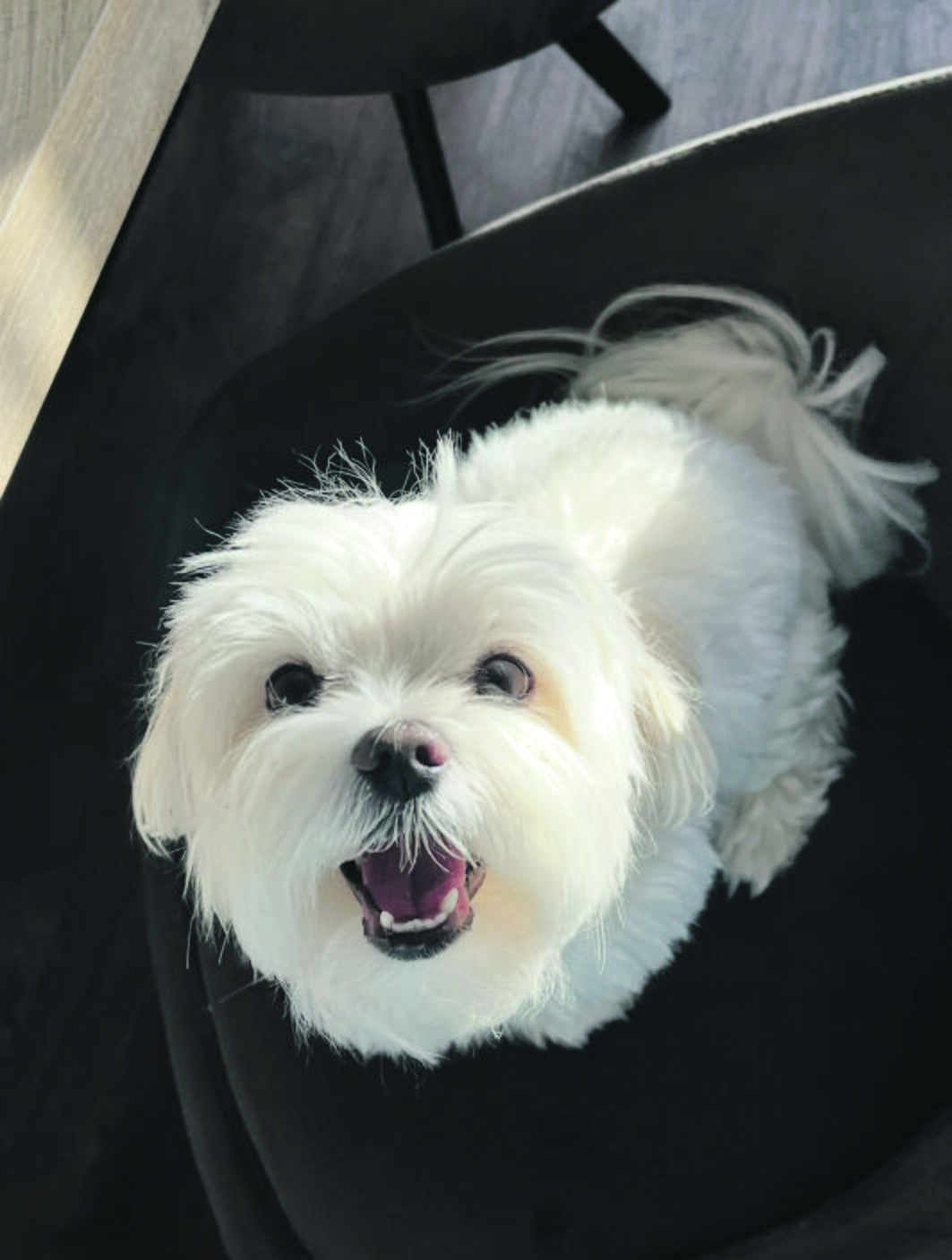 Spalva: Otis ir Leo – balti it sniegas, mat šeimininkai itin kruopščiai prižiūri jų mitybą, o šuniukus pirko iš patikimų veisėjų.