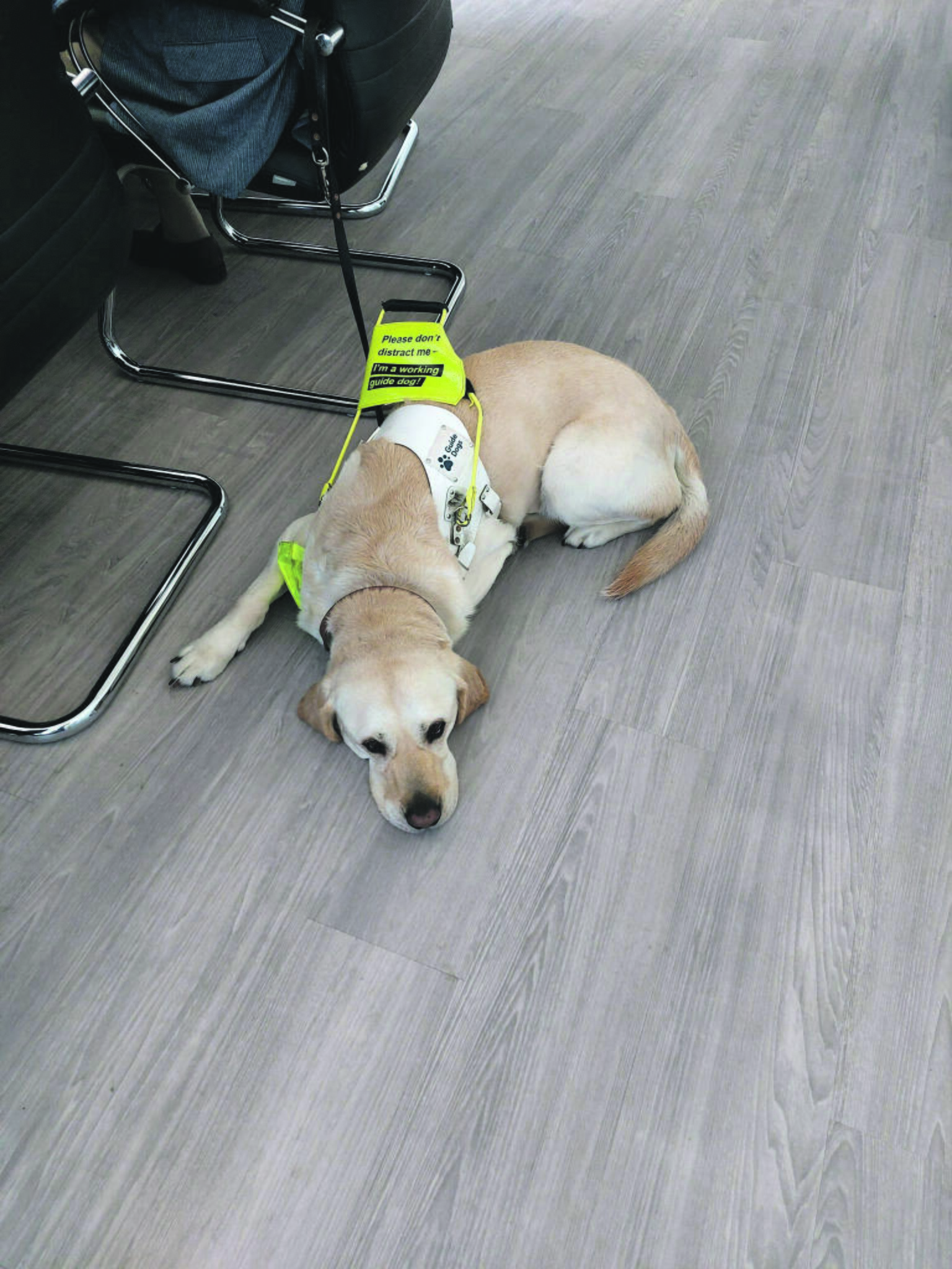 Pasirinkimas: šunimis vedliais gali tapti tik visiškai agresijos savyje neturintys šunys. Dažniausiai tai labradorų retriveriai, auksaspalviai retriveriai, pudeliai.