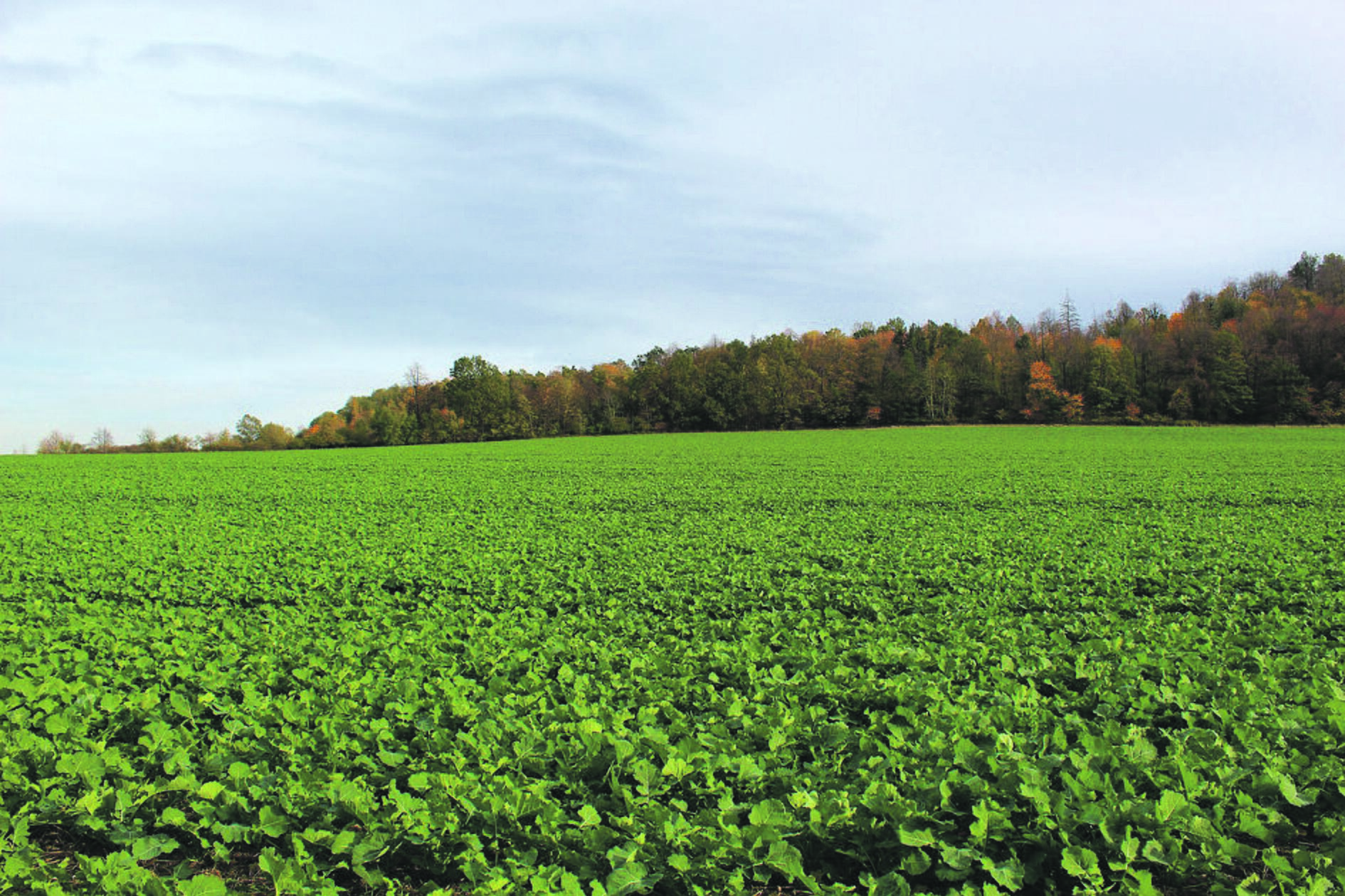 Perspektyva: dalis pažeistų rapsų pasėlių gali ir nesulaukti pavasario. 