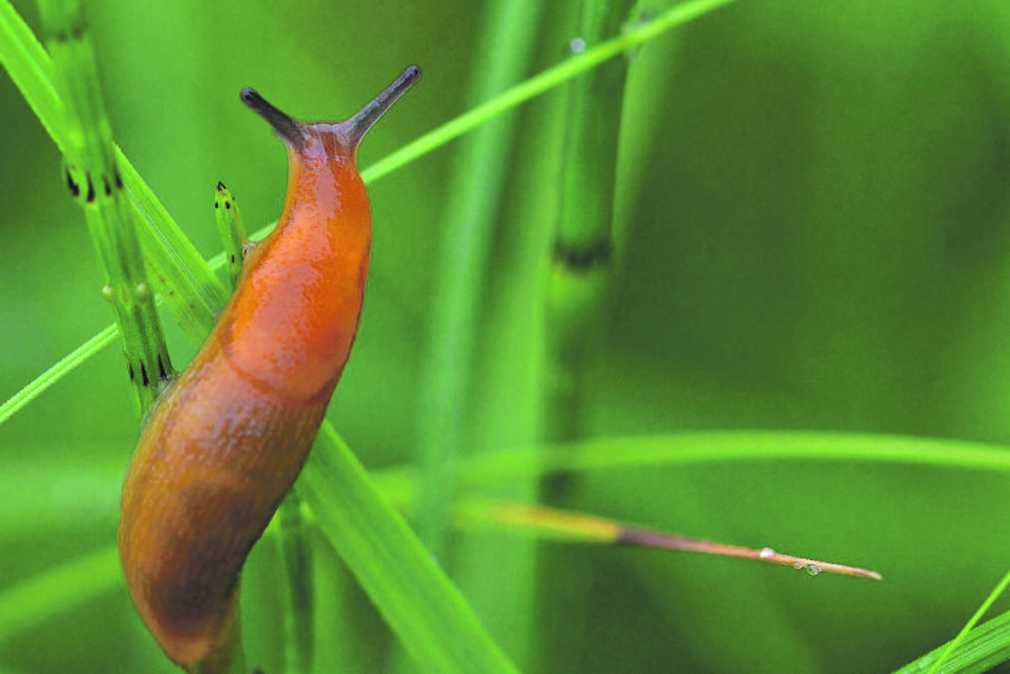 Invazija: ispaniniai šliužai tapo tikru išbandymu augalininkystės ūkiams. 