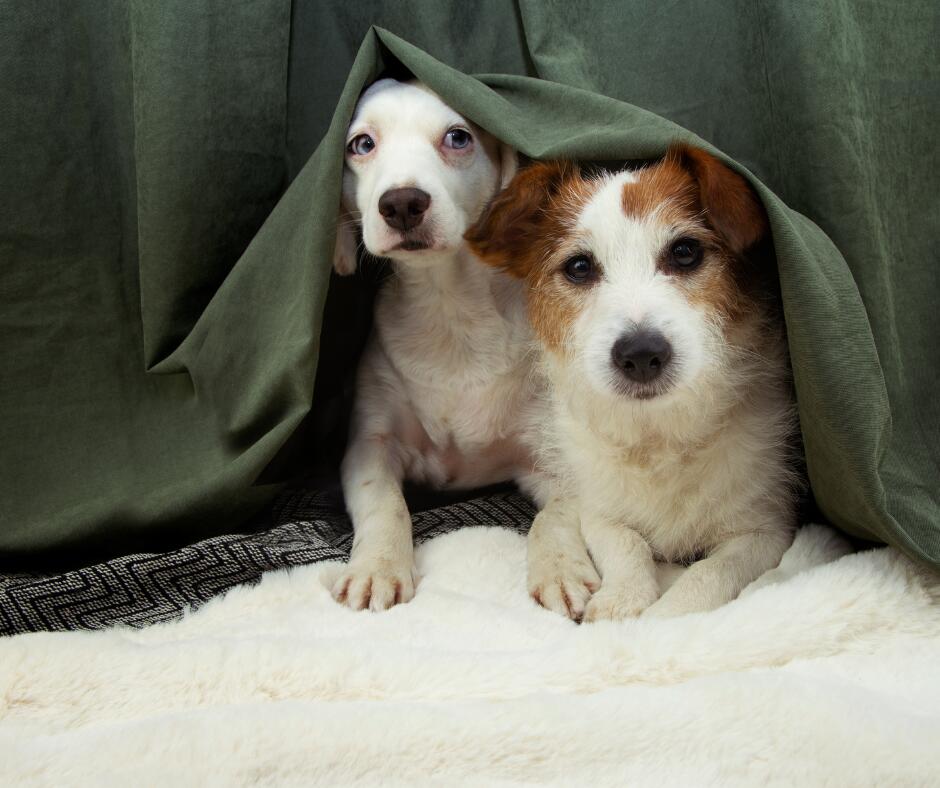 Pasiruošimas: kad šuo nepatirtų įtampos, reikėtų iš anksto jį pratinti prie nerimą keliančio garso. 
