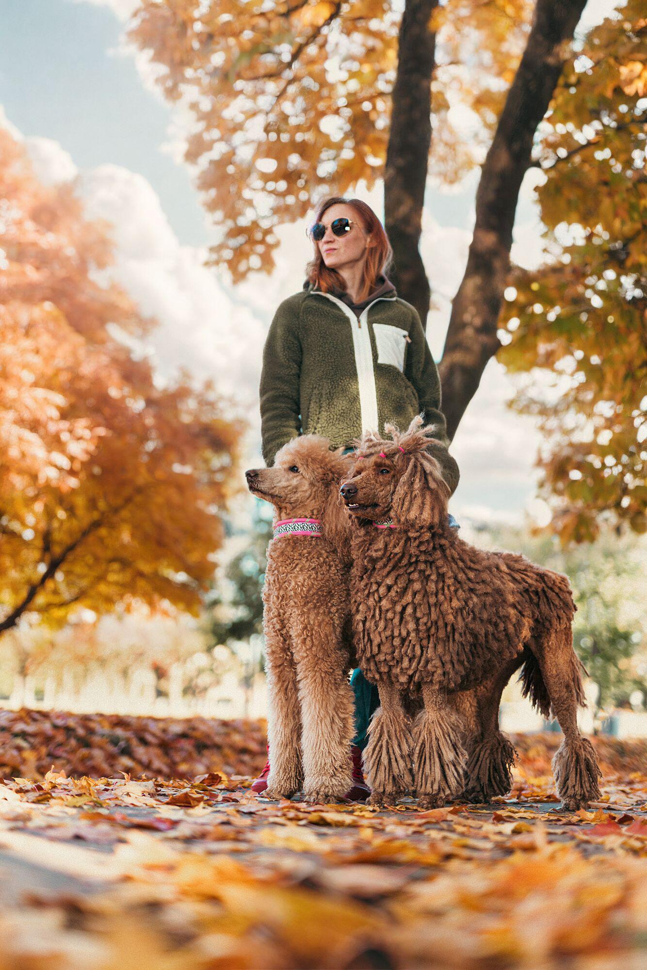 Veislė: didieji pudeliai Martyną sužavėjo ne tik įspūdinga išvaizda, bet ir  intelektiniais gebėjimais. 