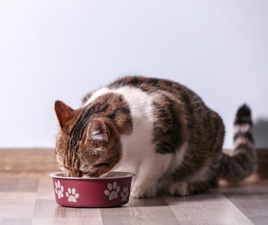 Poreikiai: prieš palikdami katę namuose daug kas pagalvoja apie ėdalą, vandenį, tačiau nepamąsto, kad ilgesnis išsiskyrimas su šeimininku jai kelia nemenką stresą.