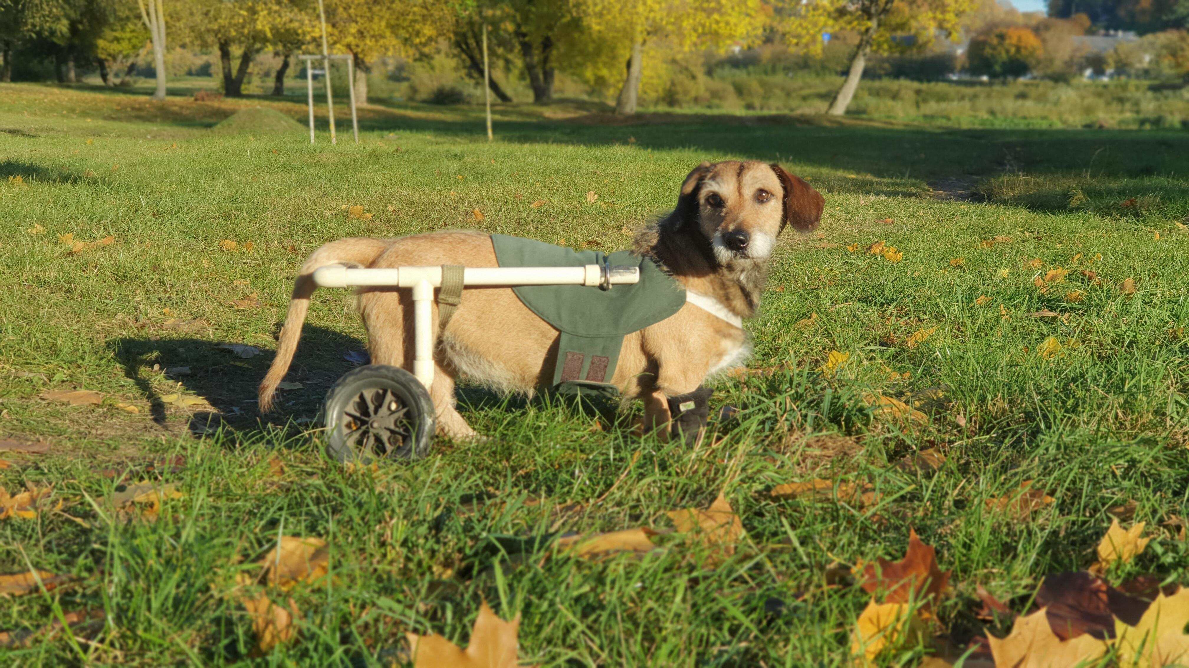 Ratai: jau keleri metai, kai šuniukui judėti padeda specialūs ratukai, o namuose jo patogumui paklota kiliminė danga, kuria galima saugiai šliaužti.