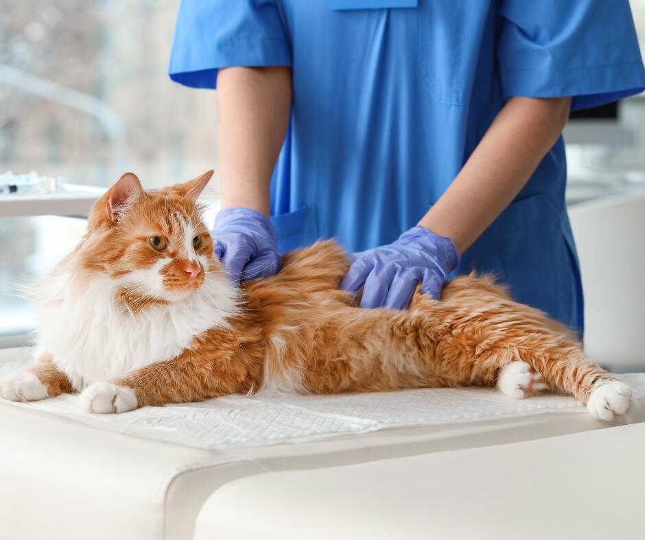 Skirtumai: kačių kraujo grupės yra trys: A, B ir AB.