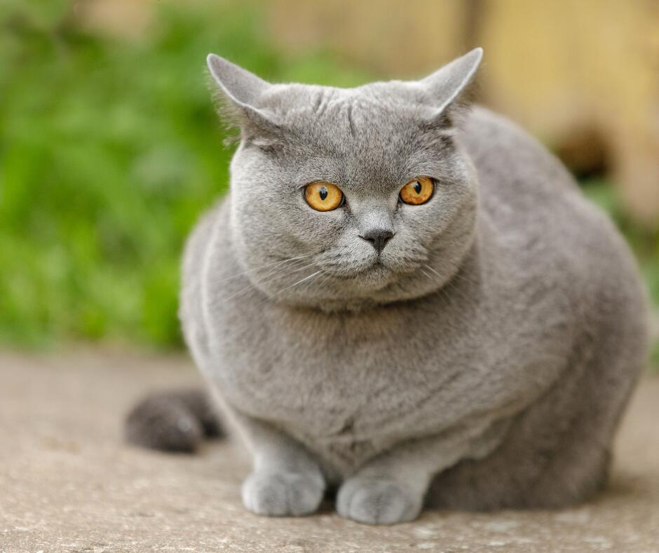 Lyderės: daugiausia lietuvių simpatijų sulaukė britų trumpaplaukės katės – jos išliko populiariausios iš visų veislinių kačių.