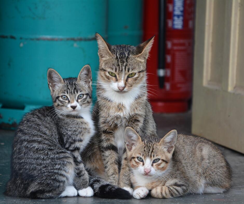 Žinia: gruodį Nyderlandų žiniasklaida pranešė, kad šalyje nuo paukščių gripo nugaišo aštuoni kačiukai. 