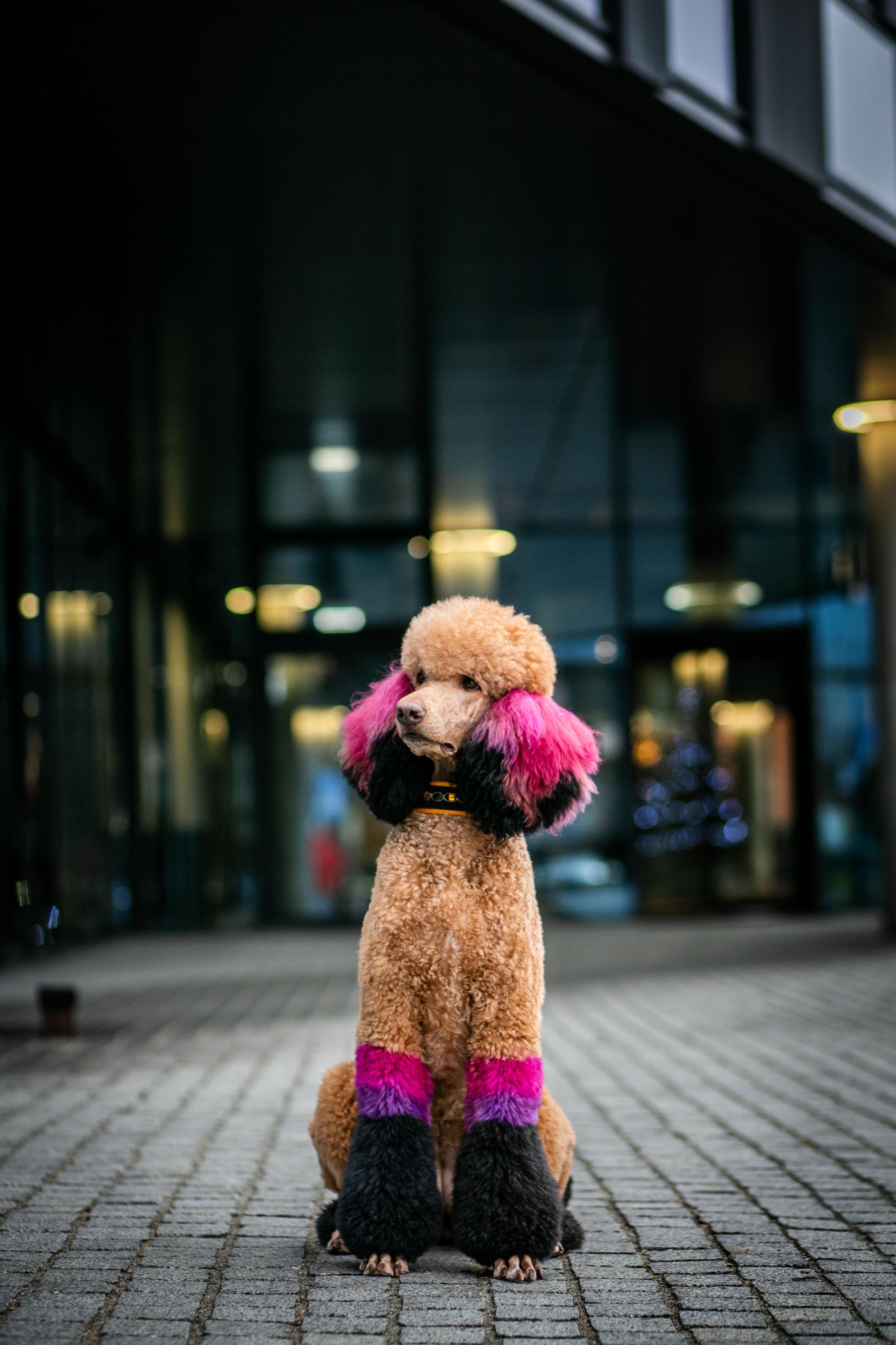 Išdrąsėjo: Martyna sako, kad vis daugiau pudelių augintojų bando eksperimentuoti su pudelių kailiu ir į kirpyklą kaskart ateina su vis kitokiais pageidavimais.