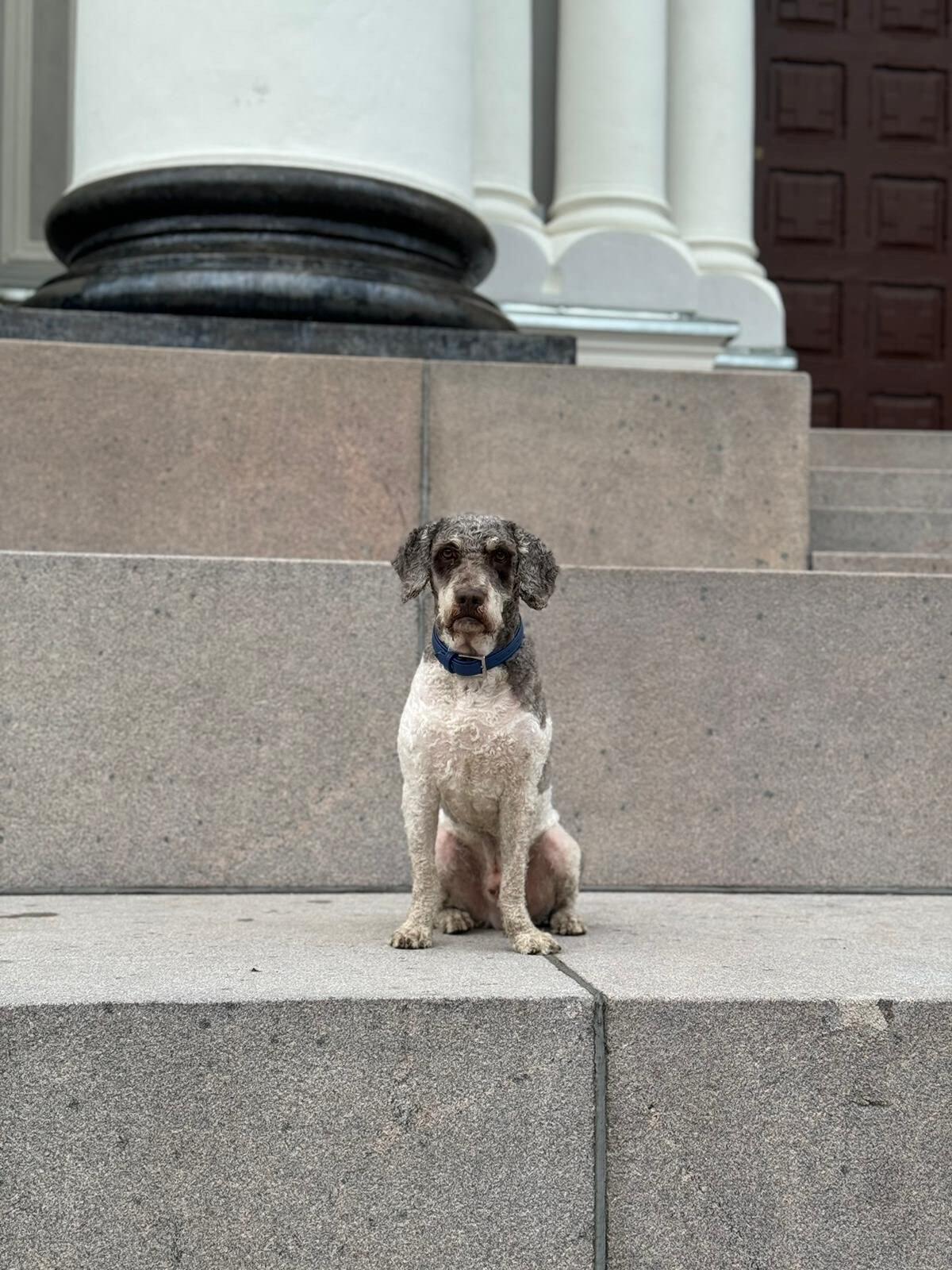 Pasivaikščiojimai: drauge su savo augintiniu Kailių šeima kiekvieną dieną nužingsniuoja ne mažiau kaip 6 km.
