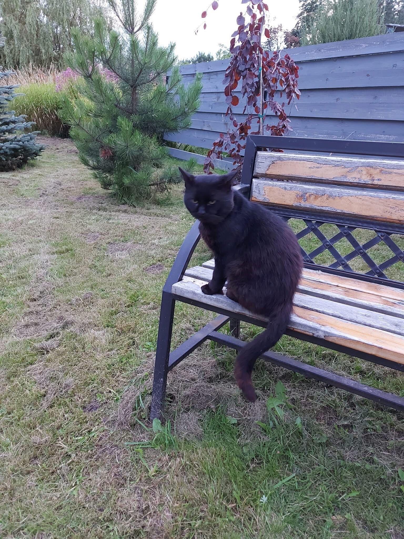 Priklydo: politikė sako, kad katinėlis priklydo prieš septynerius metus ir dabar lankosi ne tik jos sodyboje, bet ir pas kaimynus. 