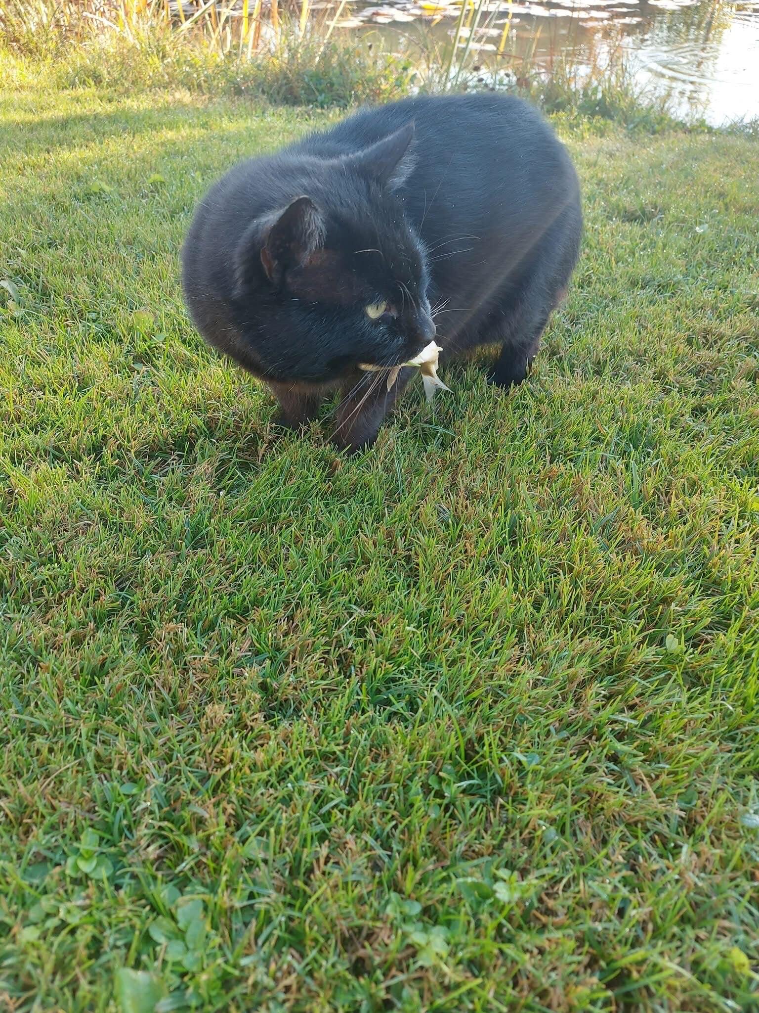 Meškeriotojas: Nuodėgulis labai mėgsta žuvį ir nevengia ją pats pasigauti A. Širinskienės sodyboje esančioje kūdroje. 