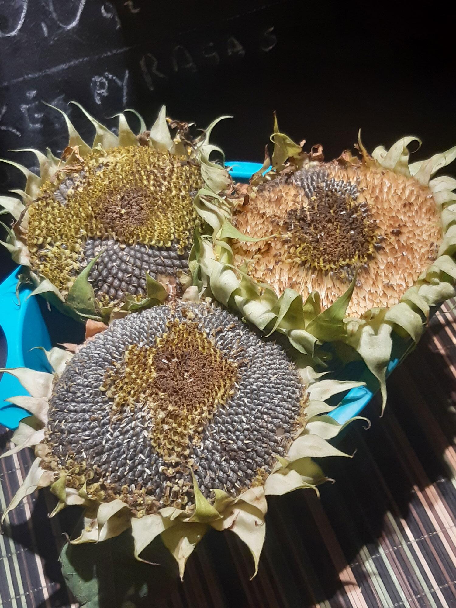 Sonatos Paliulytės užaugintos saulėgrąžos