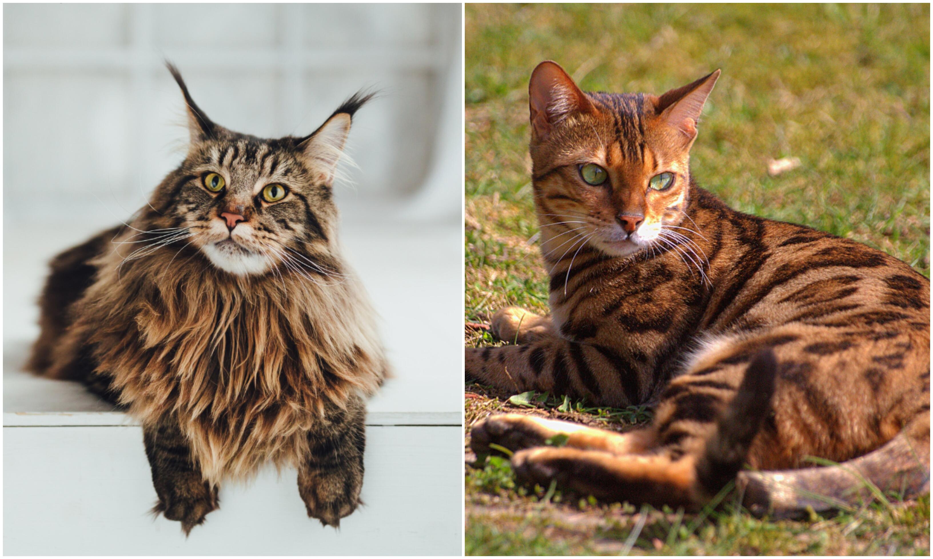 Išskirtinės: antra ir trečia pagal populiarumą kačių veislė Lietuvoje – Meino meškėnai ir Bengalijos katės. Abi veislės pasižymi išskirtiniu kailiu ir ypatingu charakteriu.