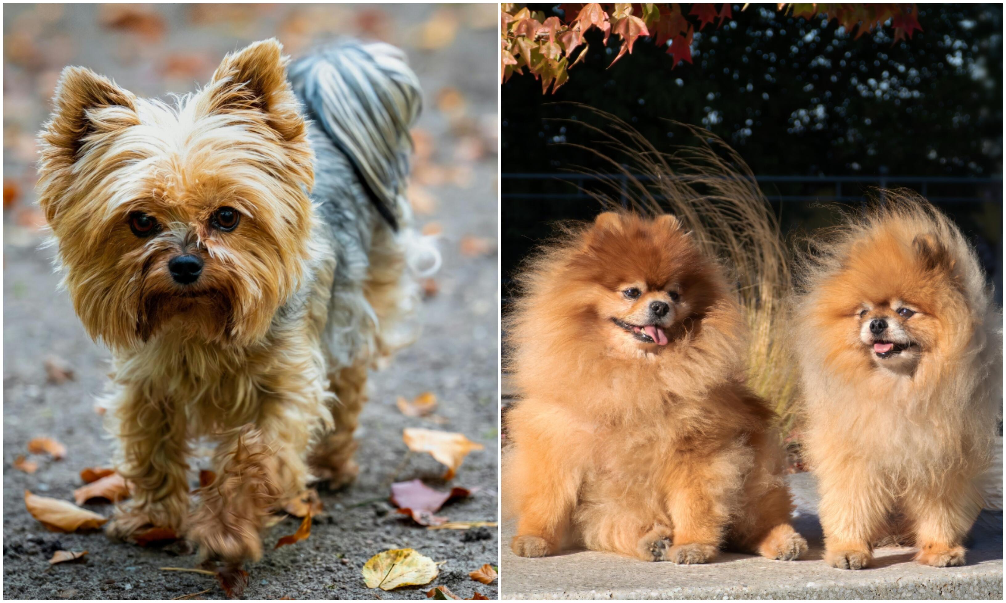Dydis: noras patogiai gyventi ir mūsų kraštiečius skatina rinktis mažesnių veislių šunis, todėl ne be reikalo antra ir trečia veislė pagal populiarumą yra jorkšyriukai ir vokiečių nykštukiniai špicai.