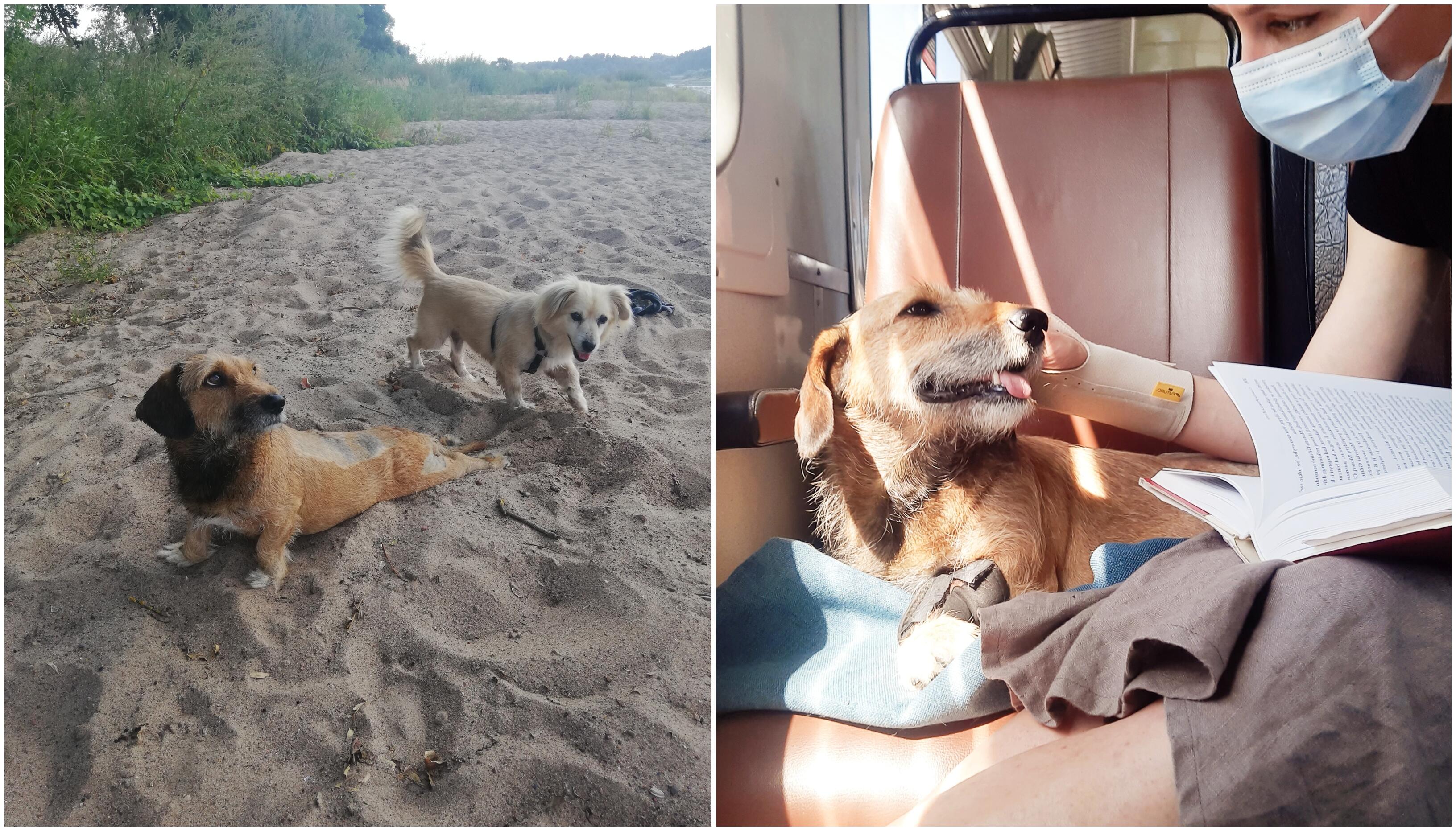 Kelionės: Dunda su šeimininke aplanko pajūrį, palaiko kompaniją ir keliaujant traukiniu. 