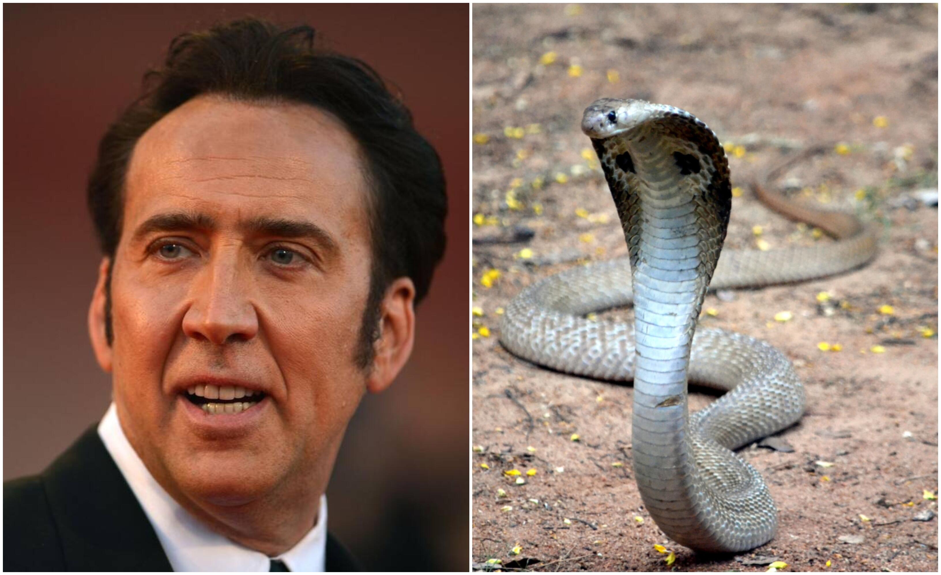 Mūzos: ikoniškus vaidmenis įkūnijęs žinomas aktorius N. Cage'as teigė, kad kobros įkvėpė jį vaidinti filme „Vaiduoklių raitelis: Keršto dvasia“.