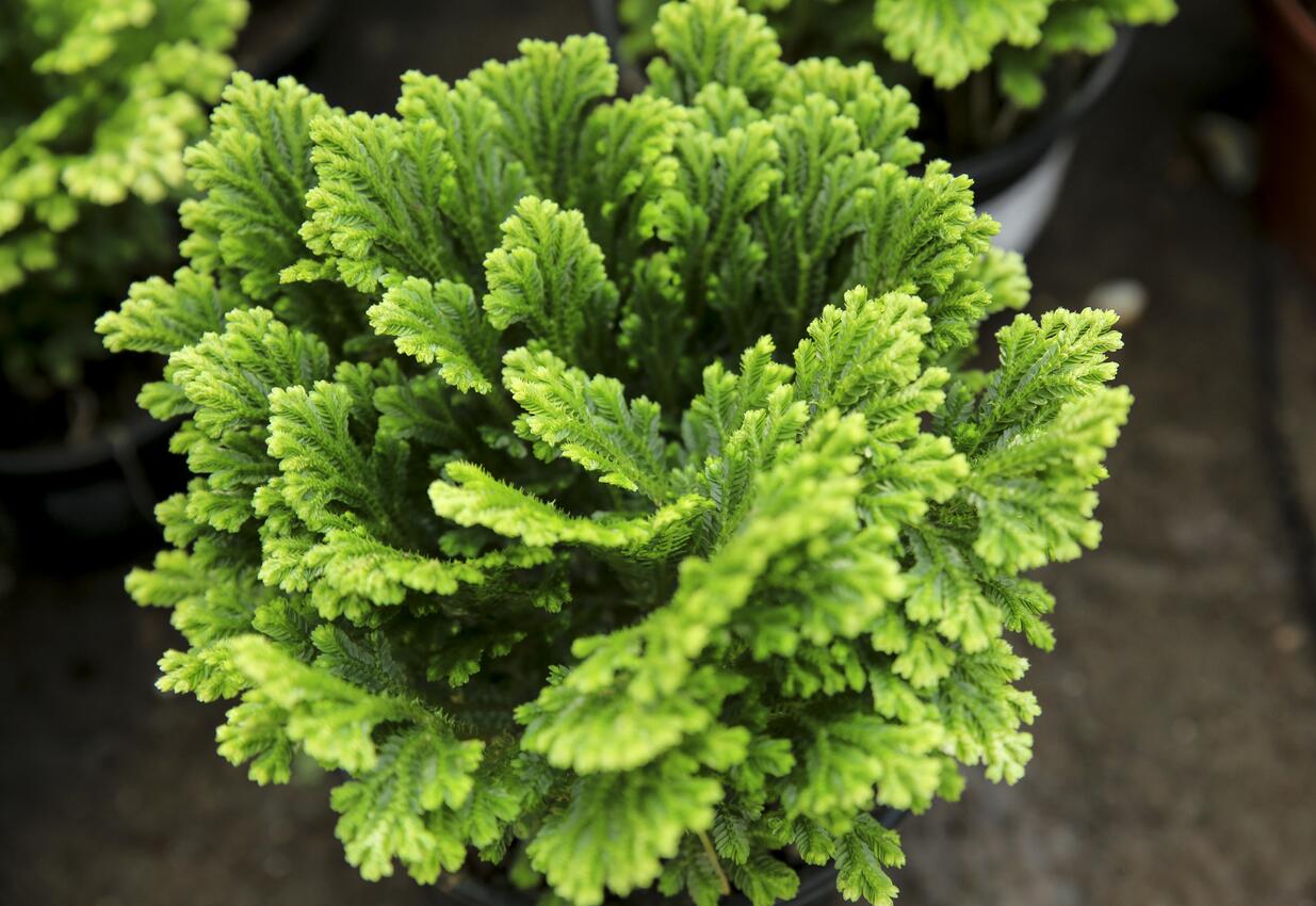 Subtili: itin dekoratyviais lapeliais pasipuošusi selaginėlė suteikia aplinkai elegancijos.