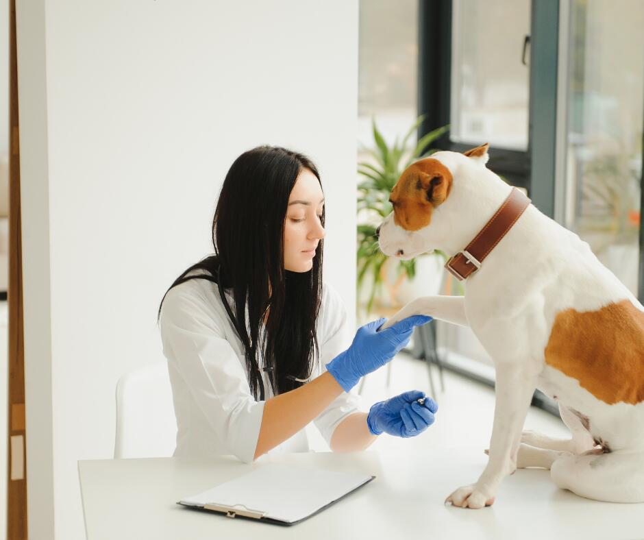 Svarbu: kraujo donorai taip pat privalo būti vakcinuoti, reguliariai nukirminti, nublusinti, nesirgę babezioze, neturėję kraujo prepylimo.